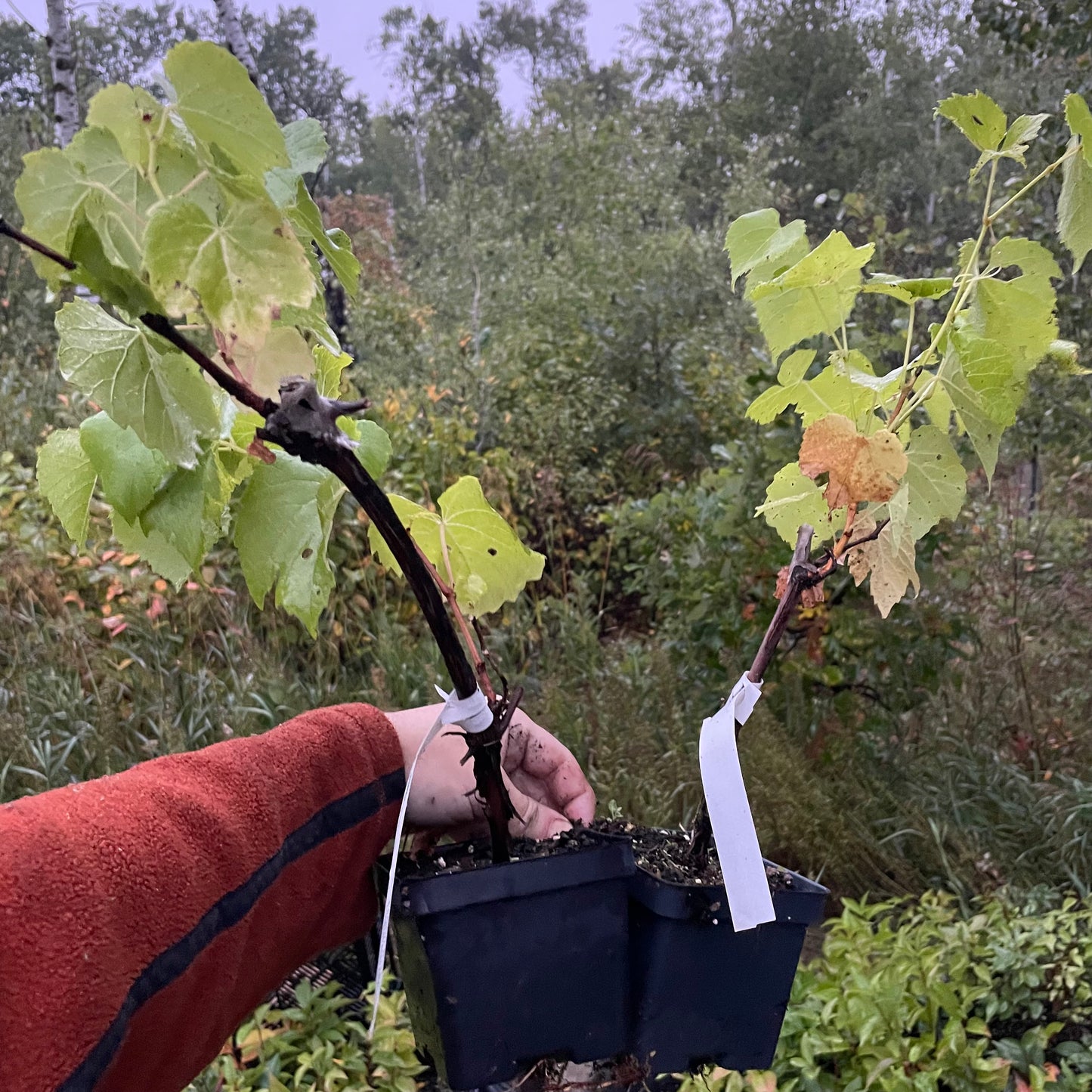 Raisin Valiant (Vitis riparia x Vitis labrusca 'Valiant')
