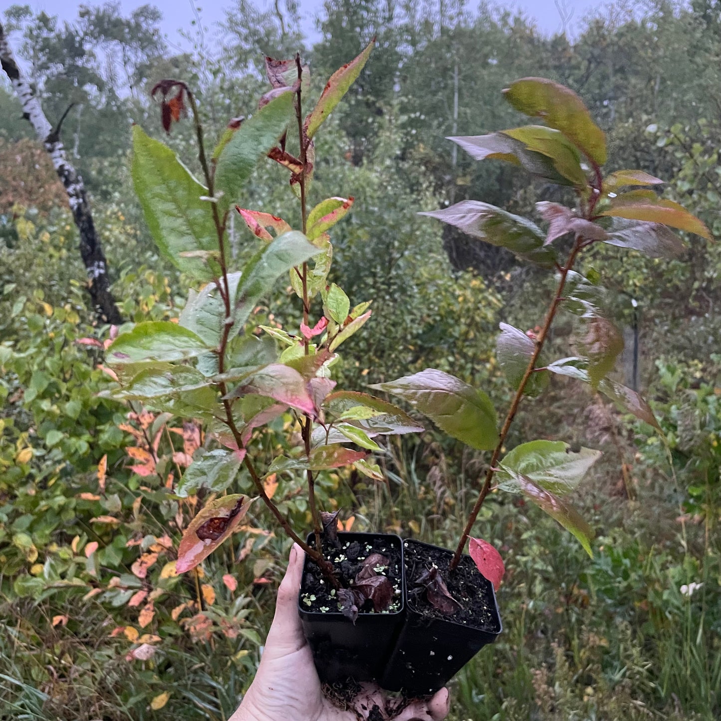Jeunes plants de pruniers (Prunus sp.) - Zone 3