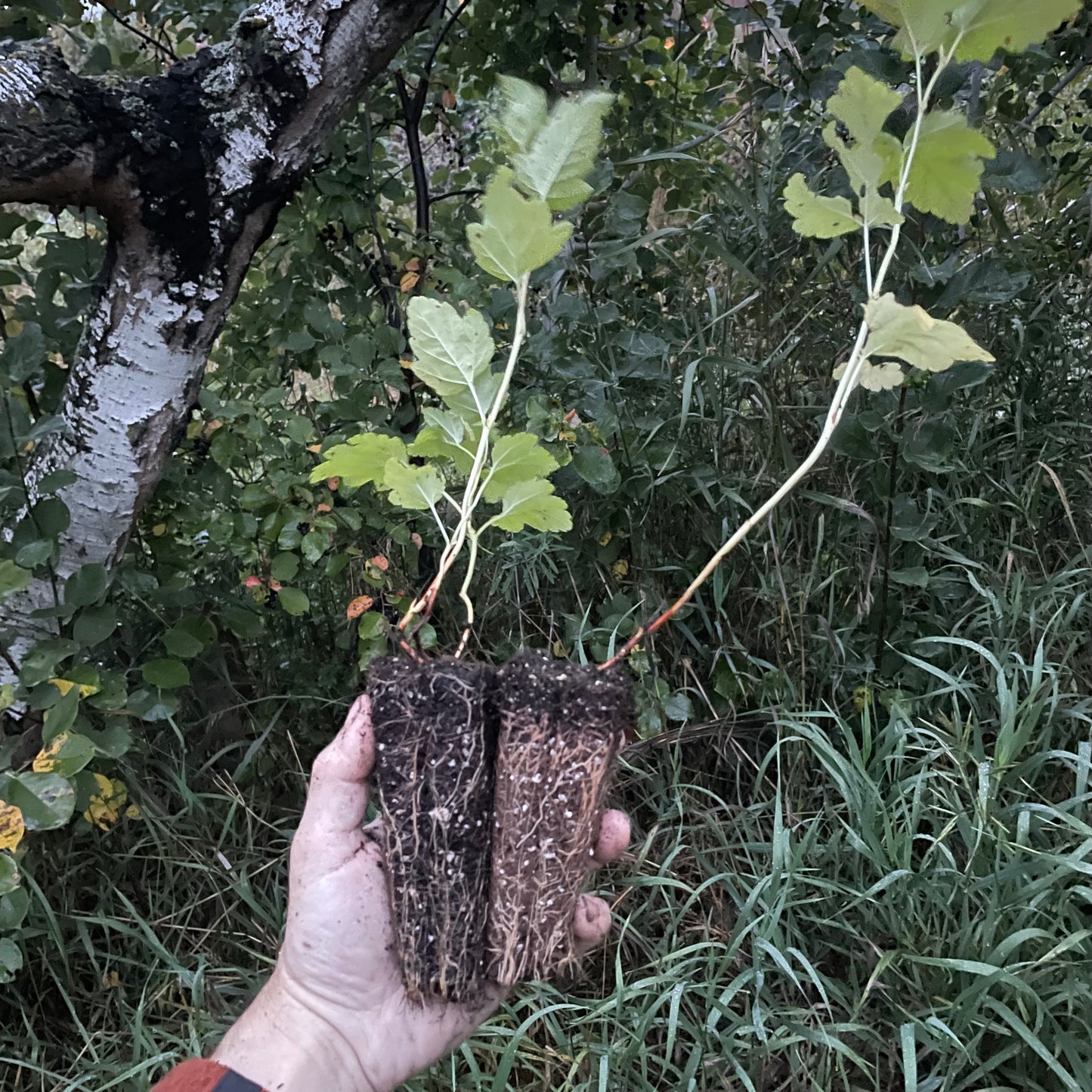 Common Ninebark (Physocarpus opulifolius) - Zone 3/4