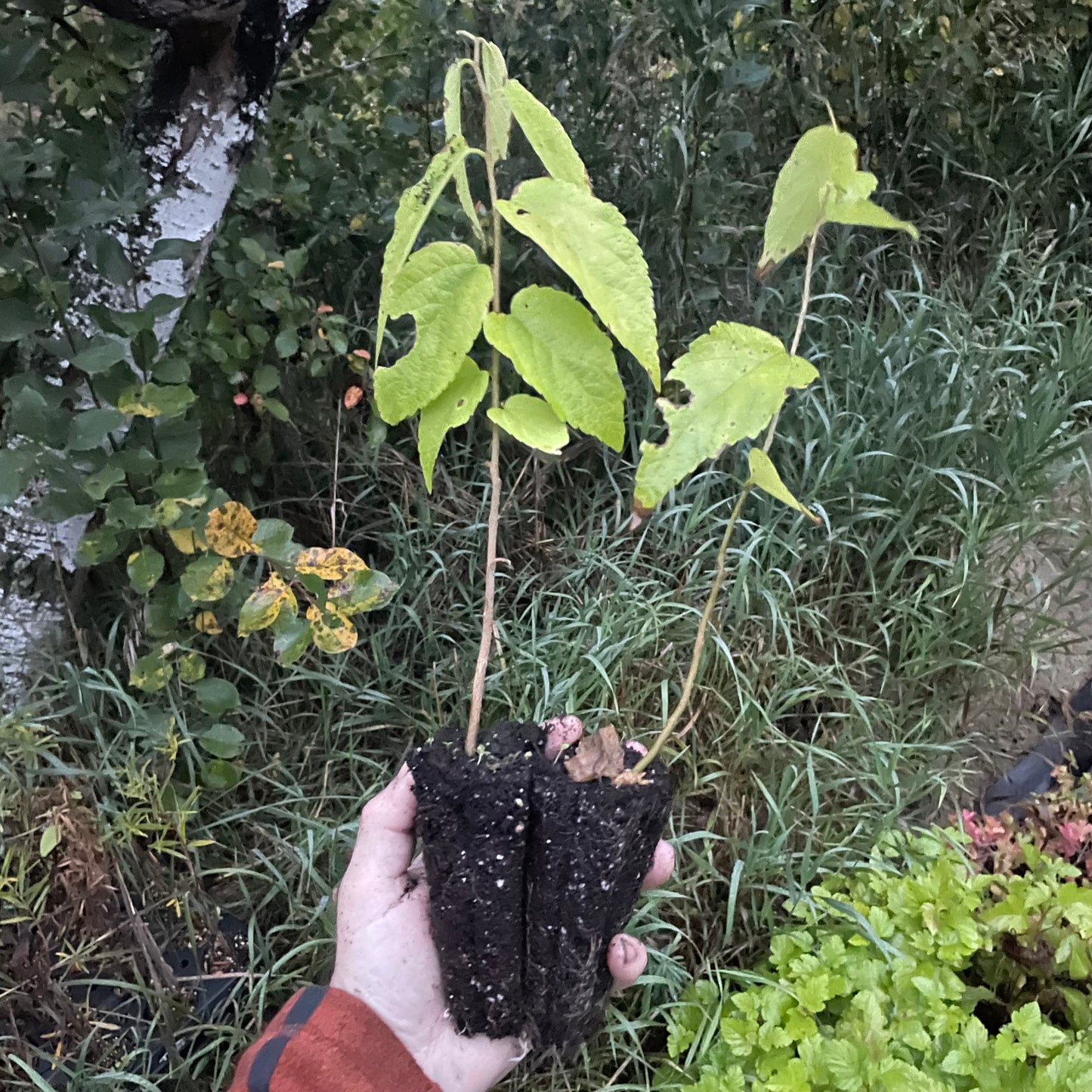 Micocoulier (Celtis occidentalis)
