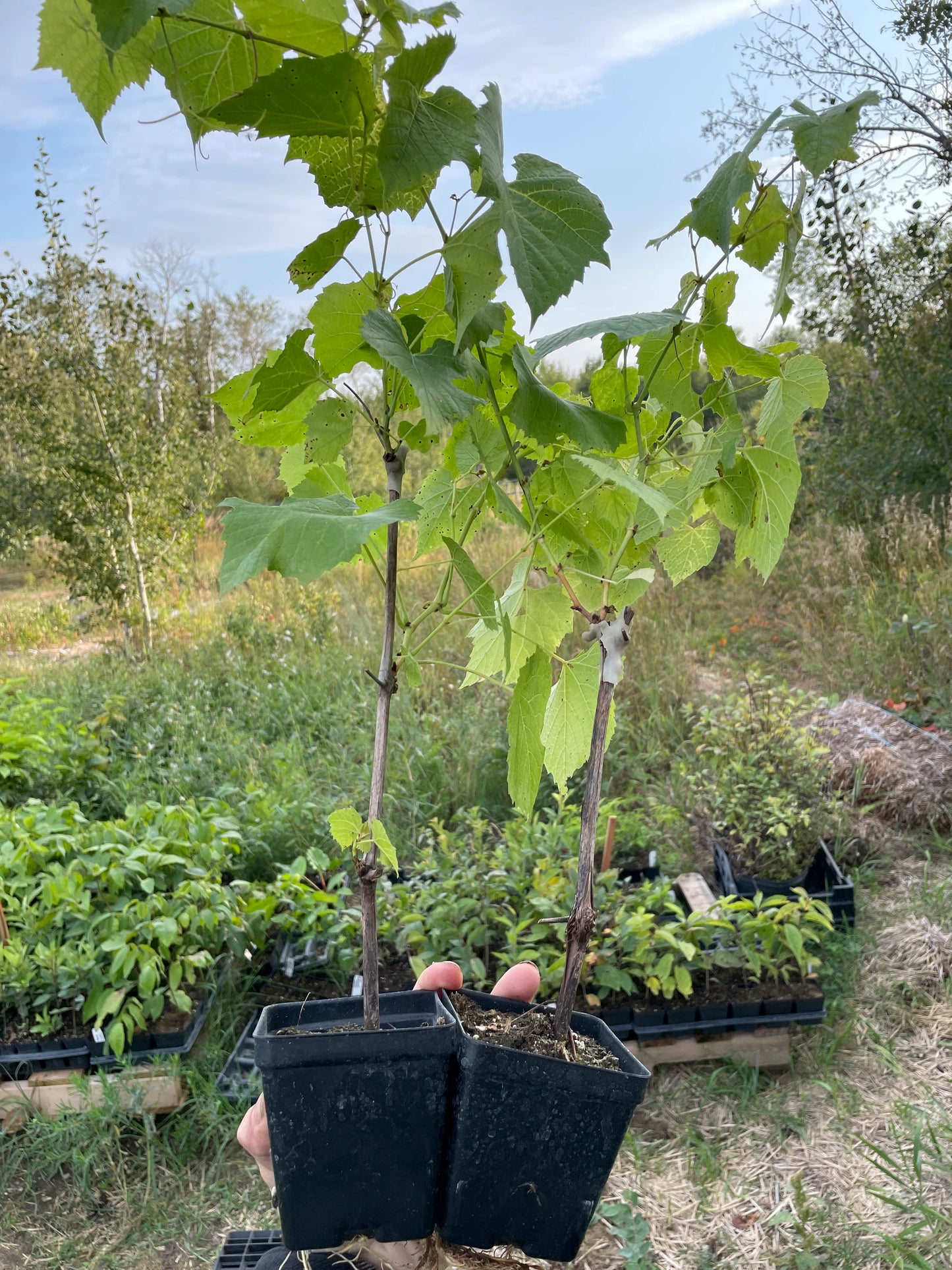 Raisin Valiant (Vitis riparia x Vitis labrusca 'Valiant')