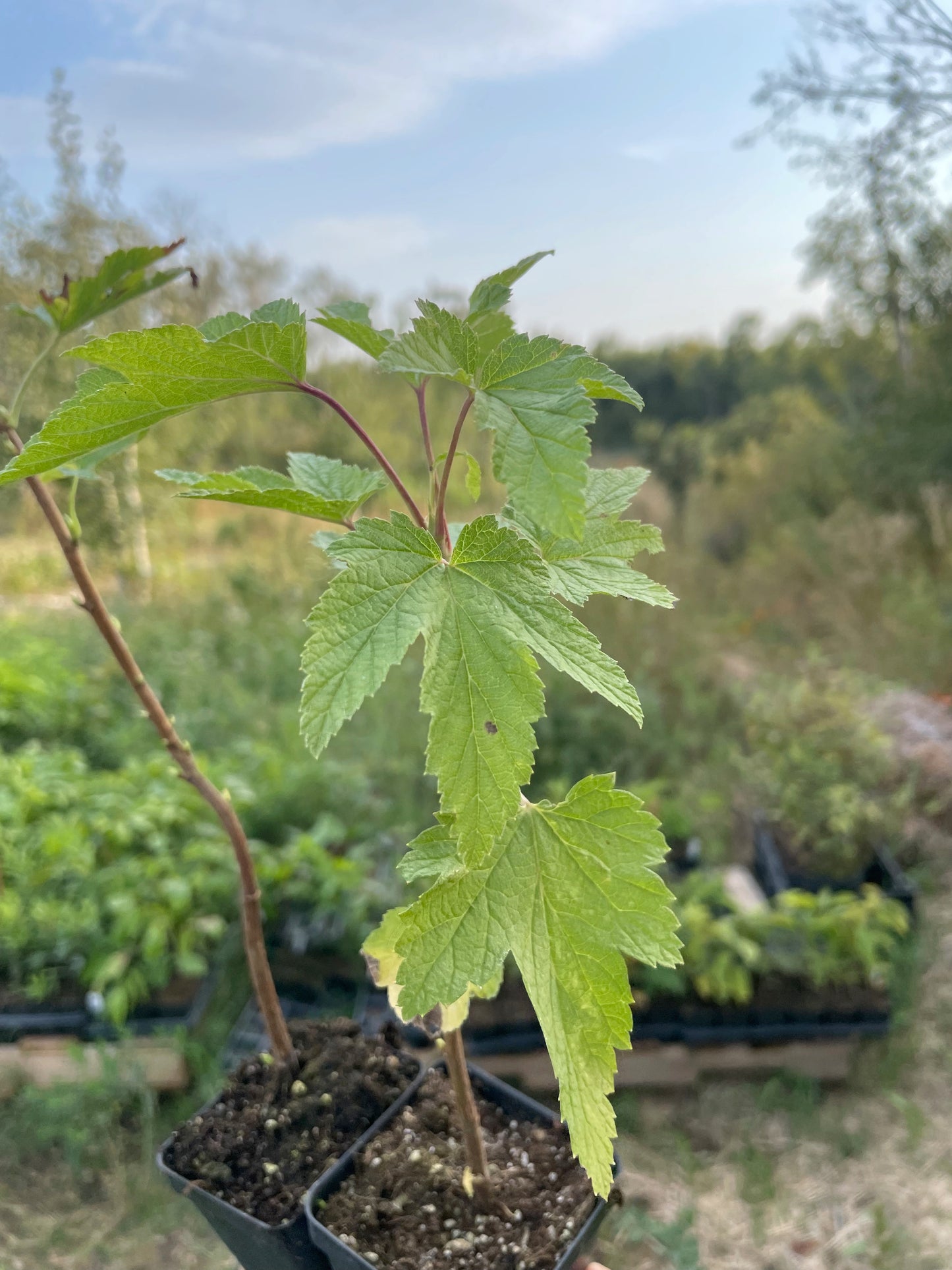 Cassis Ben Sarek (Ribes nigrum 'Ben Sarek')