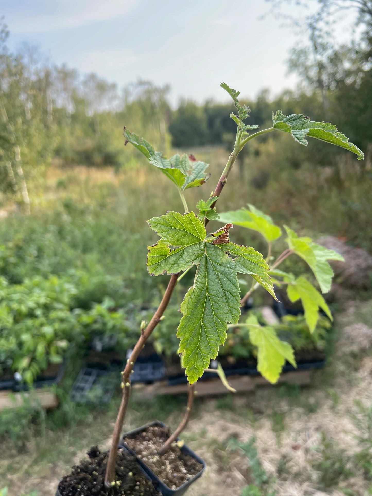 Cassis Ben Sarek (Ribes nigrum 'Ben Sarek')