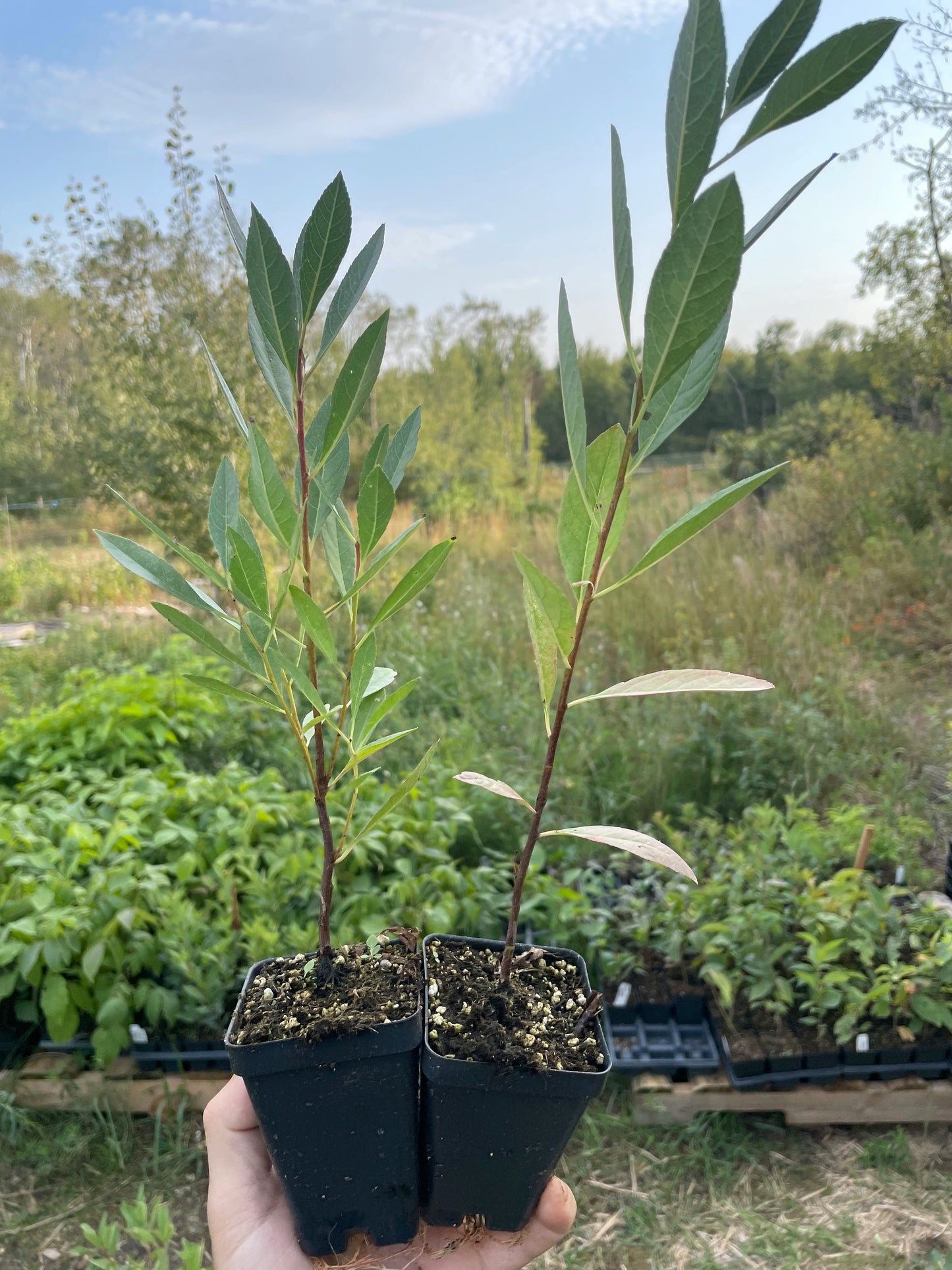 Prunier de Besse (Prunus besseyi)