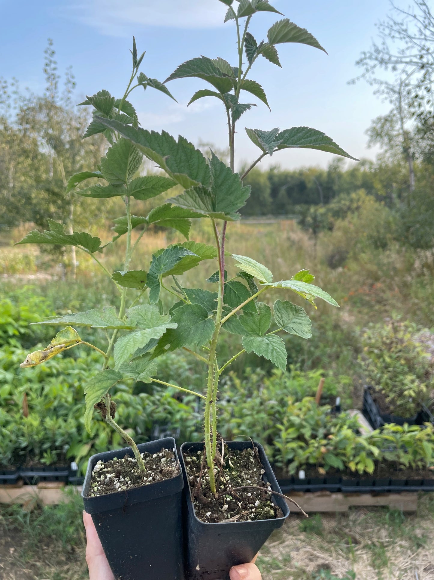 Frambuesa Negra de Wyoming (Rubus occidentalis 'Wyoming')