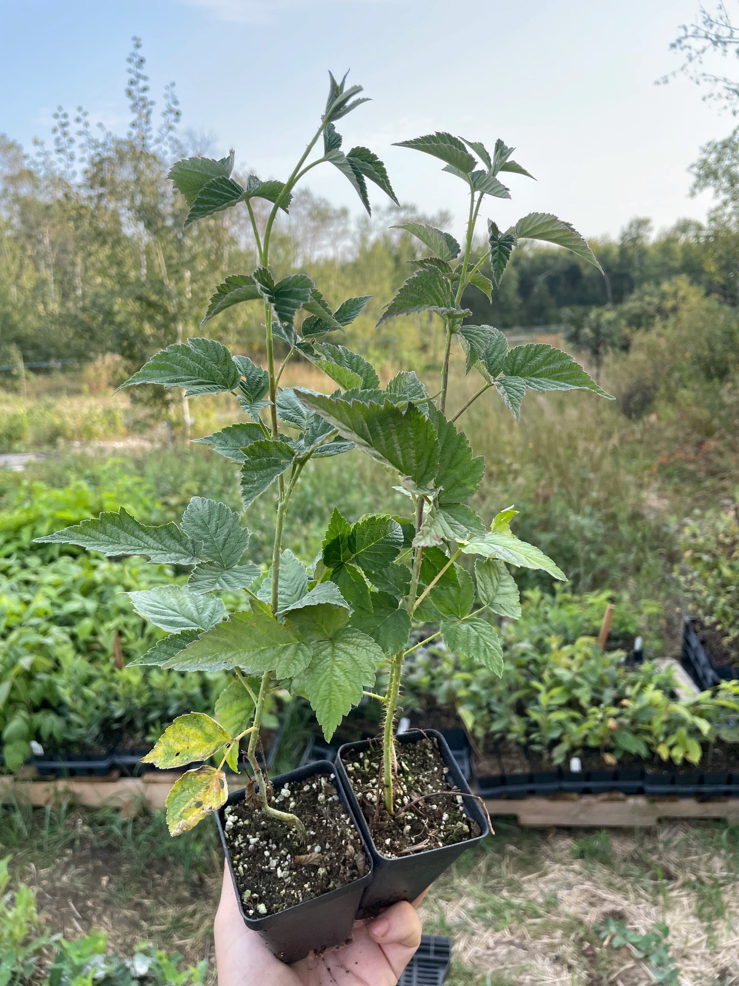 Frambuesa Negra de Wyoming (Rubus occidentalis 'Wyoming')