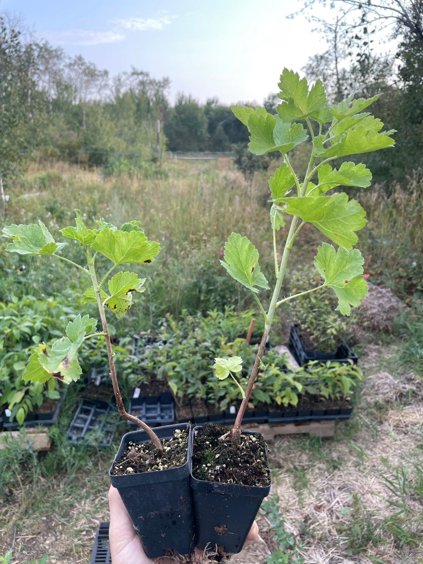 Baie de Josta rouge (Ribes x nidigrolaria)
