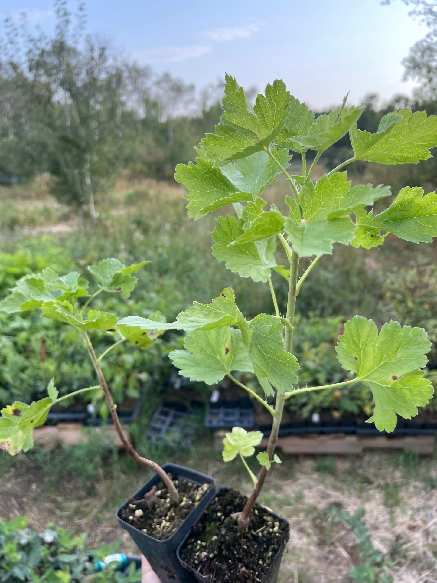 Baie de Josta rouge (Ribes x nidigrolaria)