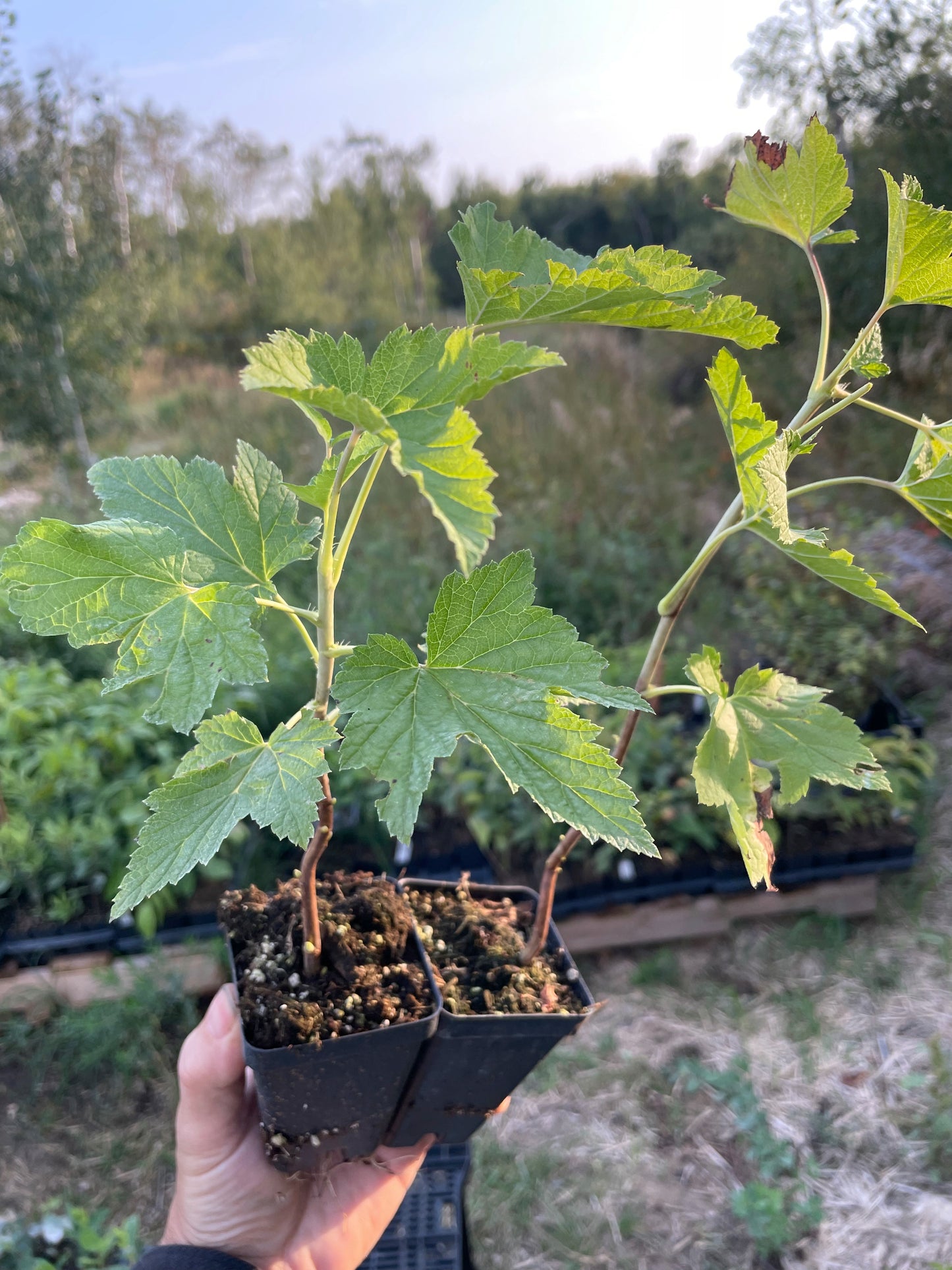 Groseillier noir de Wellington (Ribes nigrum 'Wellington')