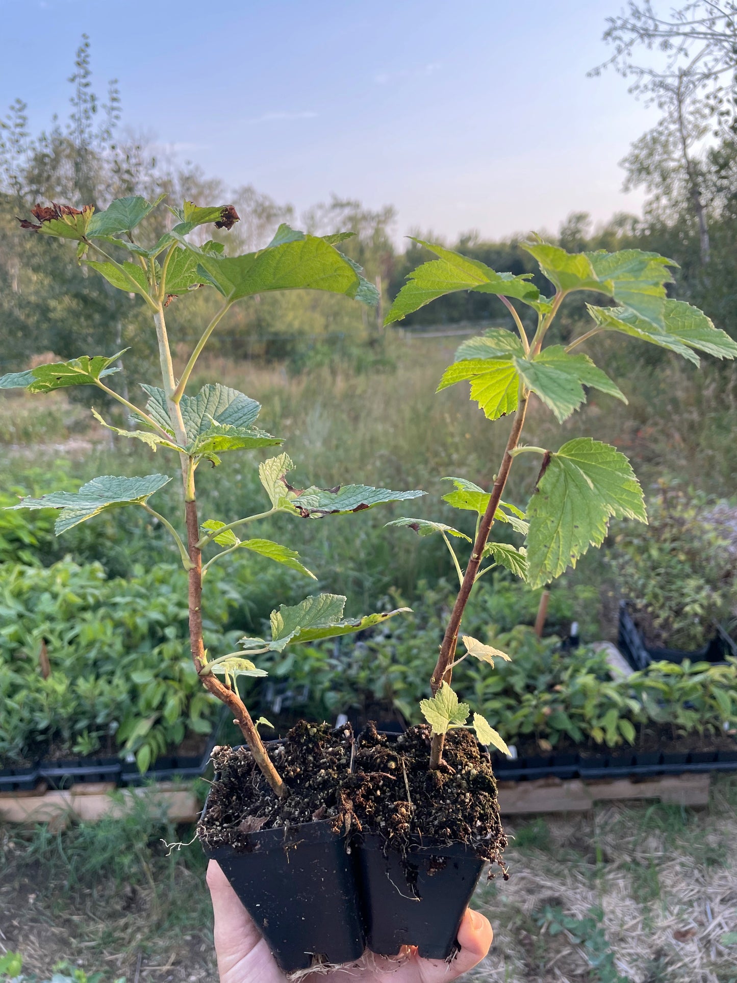 Cassis Titania (Ribes nigrum 'Titania')