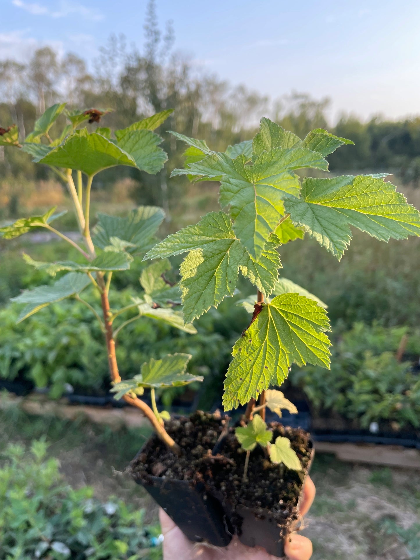 Cassis Titania (Ribes nigrum 'Titania')
