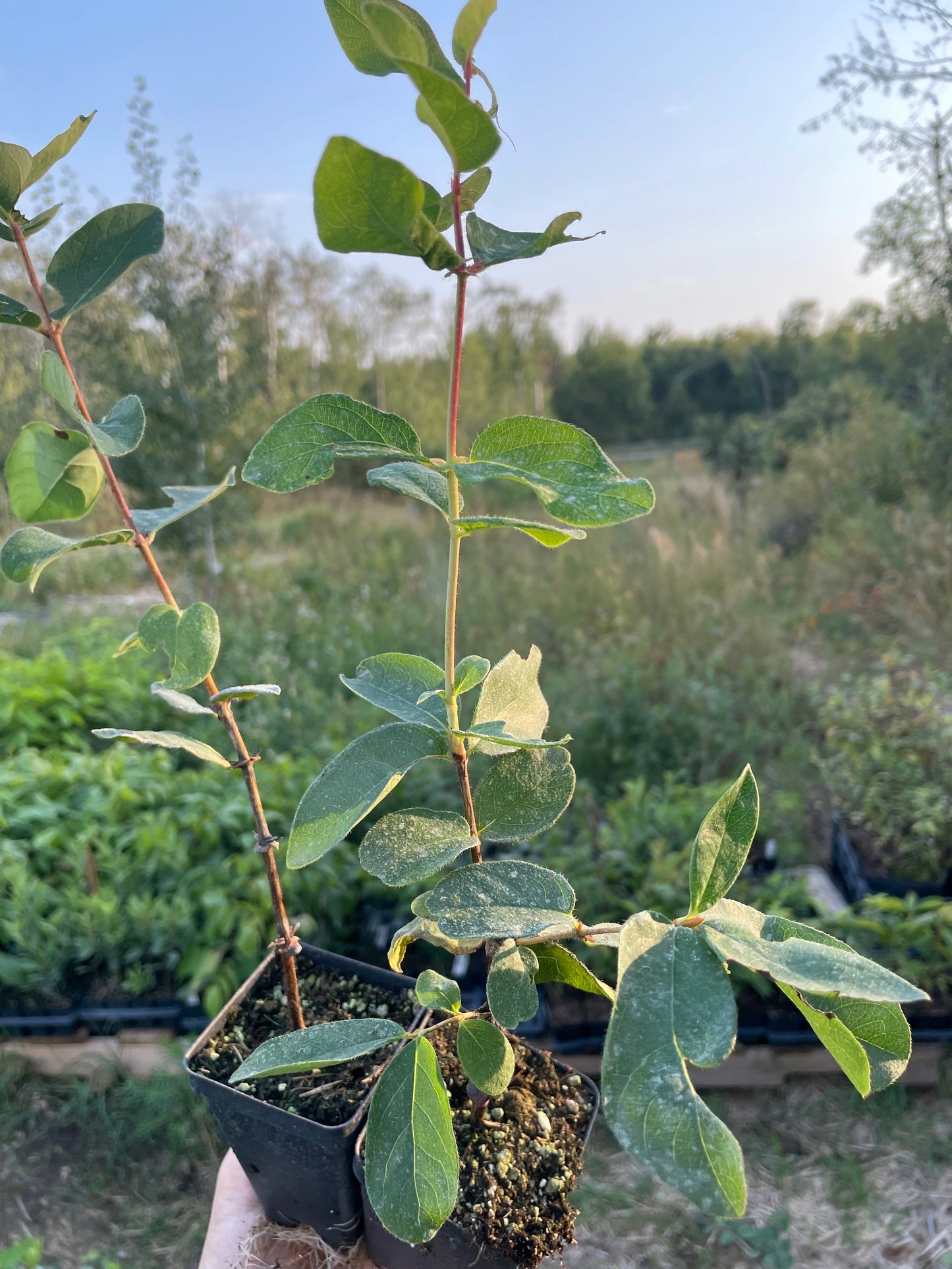 Lonicera caerulea 'Berry Blue' (Lonicera caerulea 'Berry Blue')