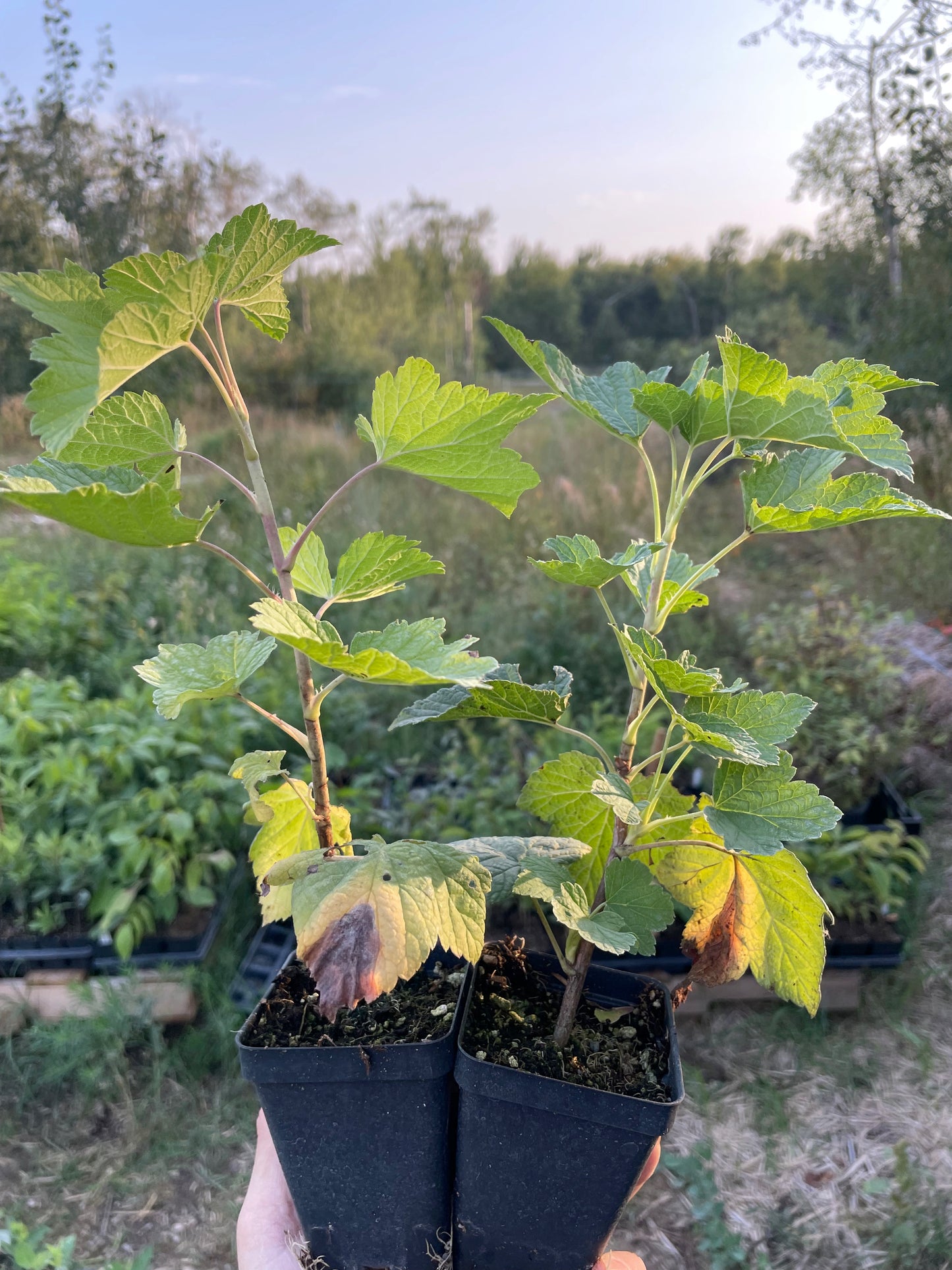 Groseillier noir géant de Laxton (Ribes nigrum 'Laxton's Giant')