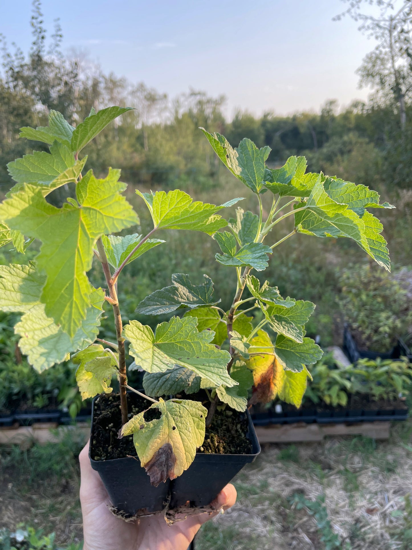 Groseillier noir géant de Laxton (Ribes nigrum 'Laxton's Giant')