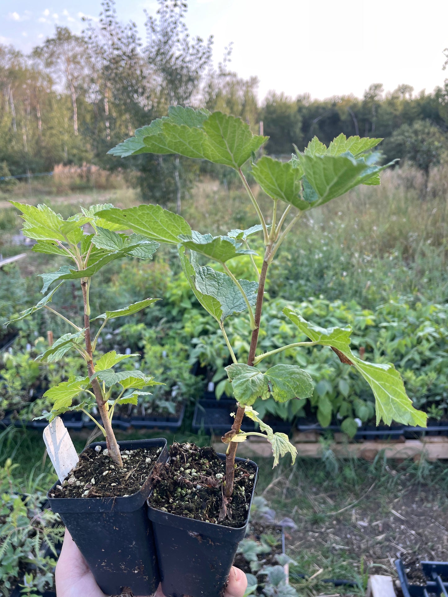 Groseillier noir de Suède (Ribes nigrum 'Swedish Black')