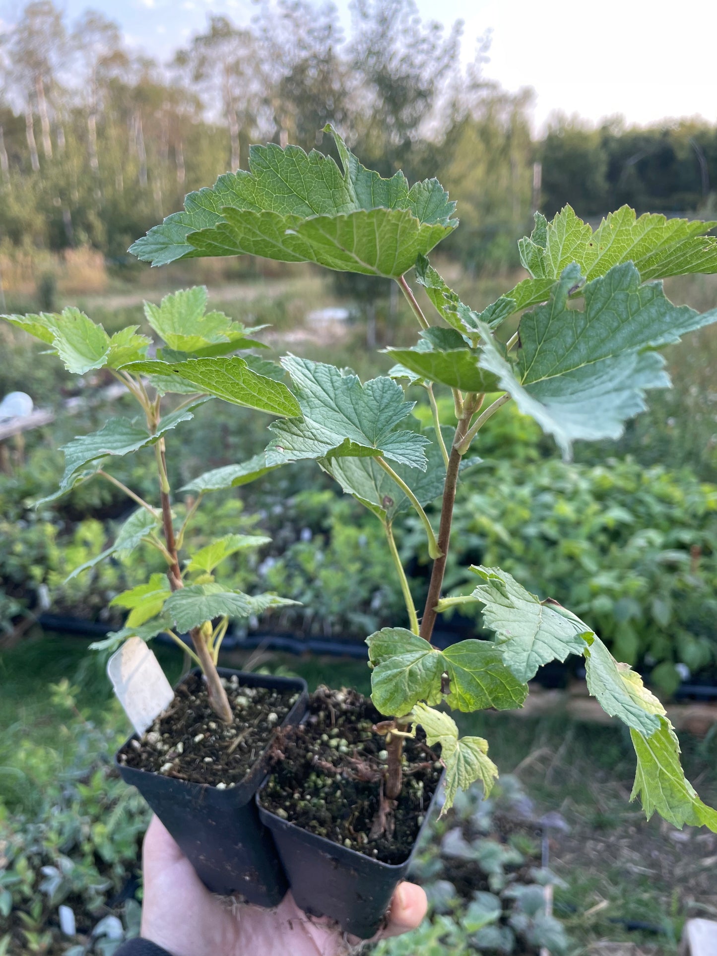 Groseillier noir de Suède (Ribes nigrum 'Swedish Black')