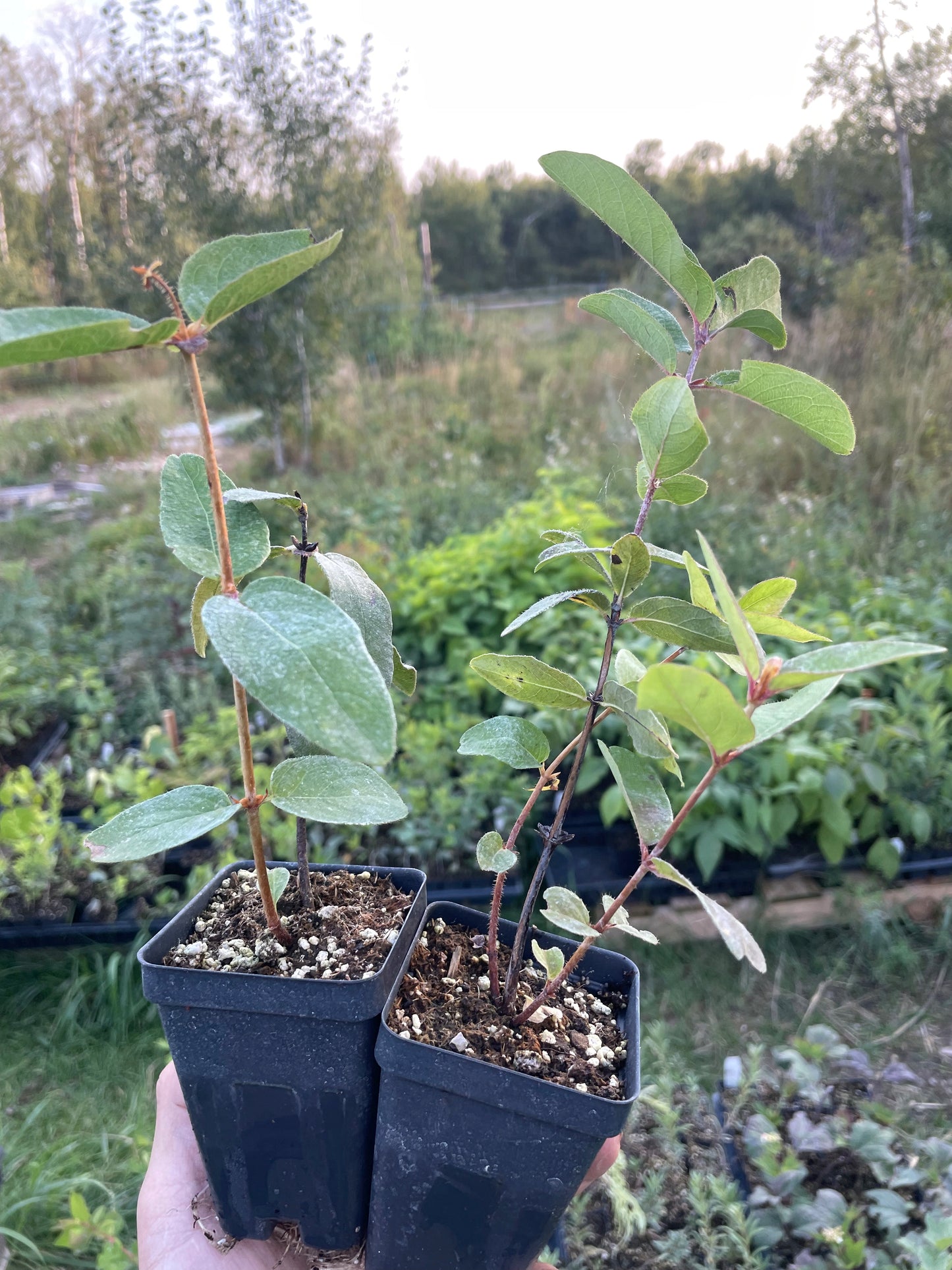 Haskap bijou polaire (Lonicera caerulea 'Polar Jewel')