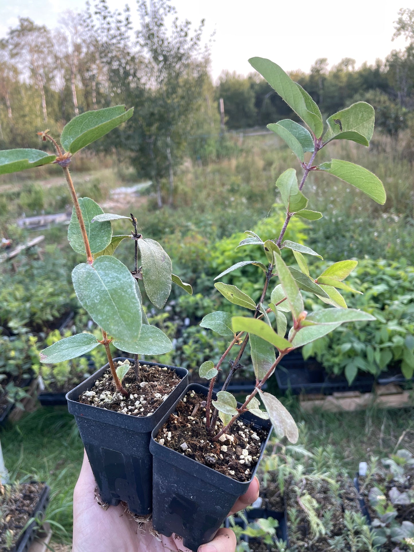 Haskap bijou polaire (Lonicera caerulea 'Polar Jewel')