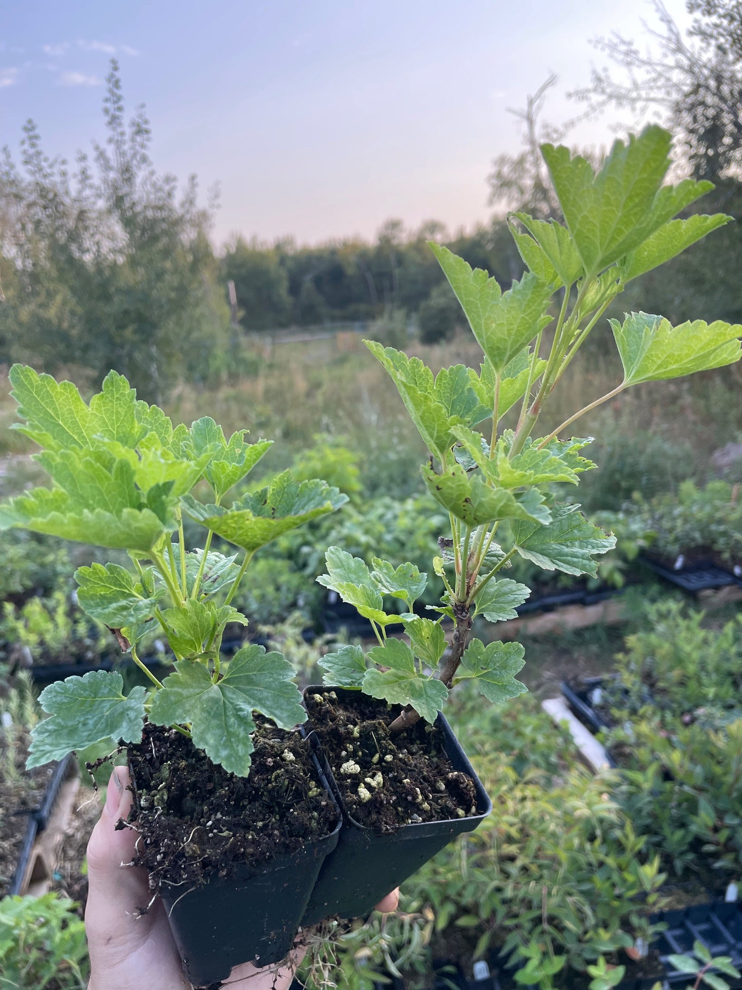 Gloire des Sablons Groseille Rose (Ribes rubrum 'Gloire des Sablons')