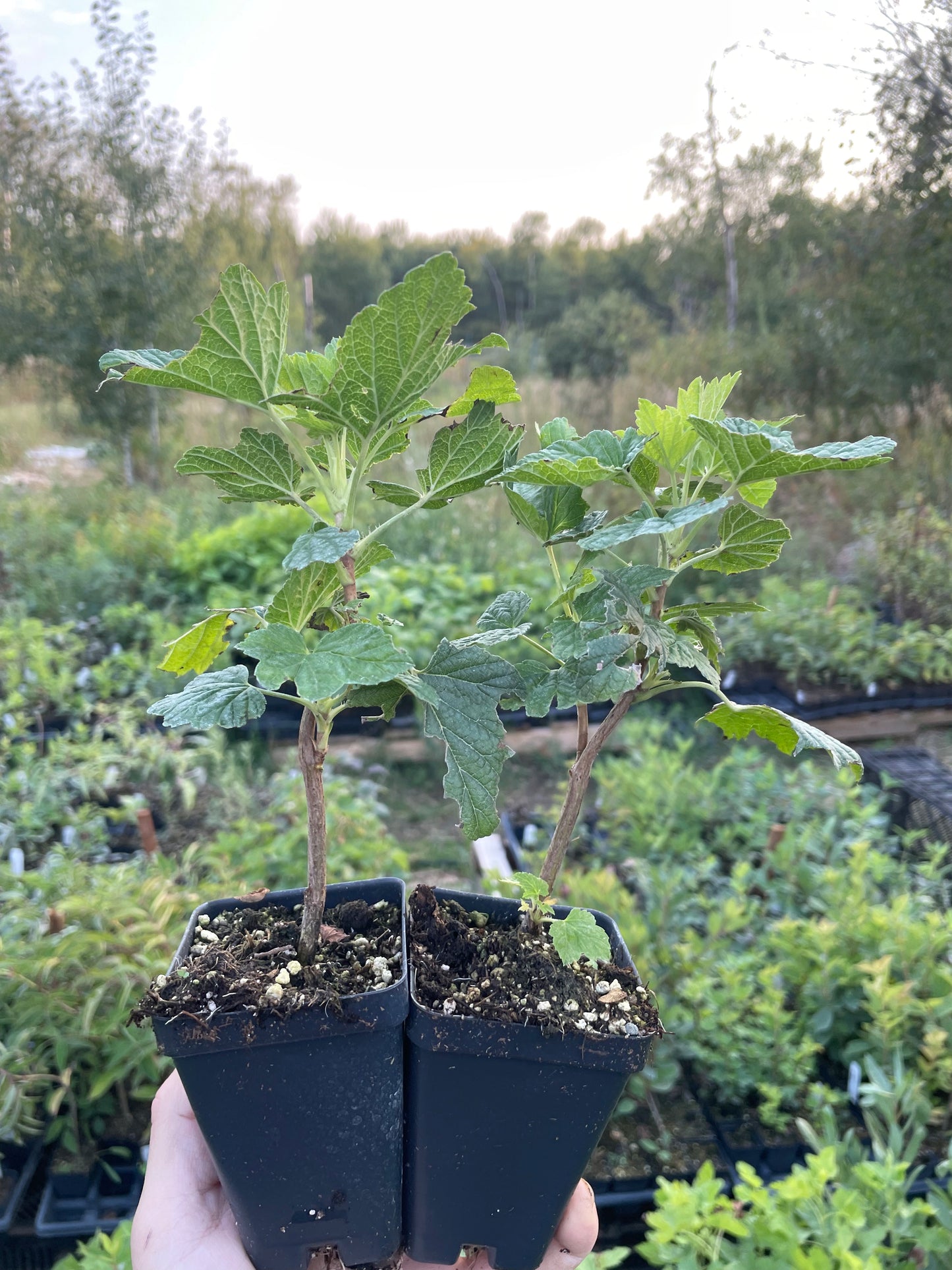 Groseille noire (Ribes nigrum 'Black Reward')