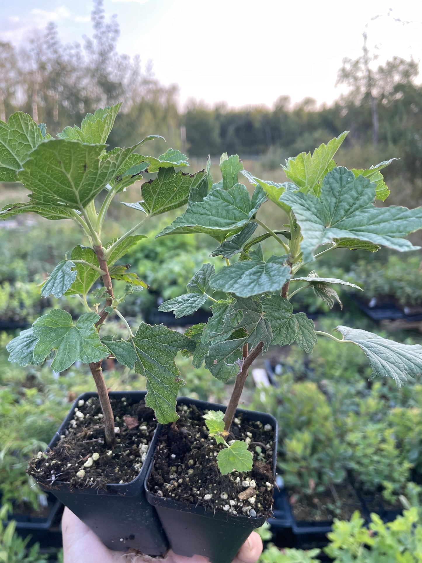 Groseille noire (Ribes nigrum 'Black Reward')