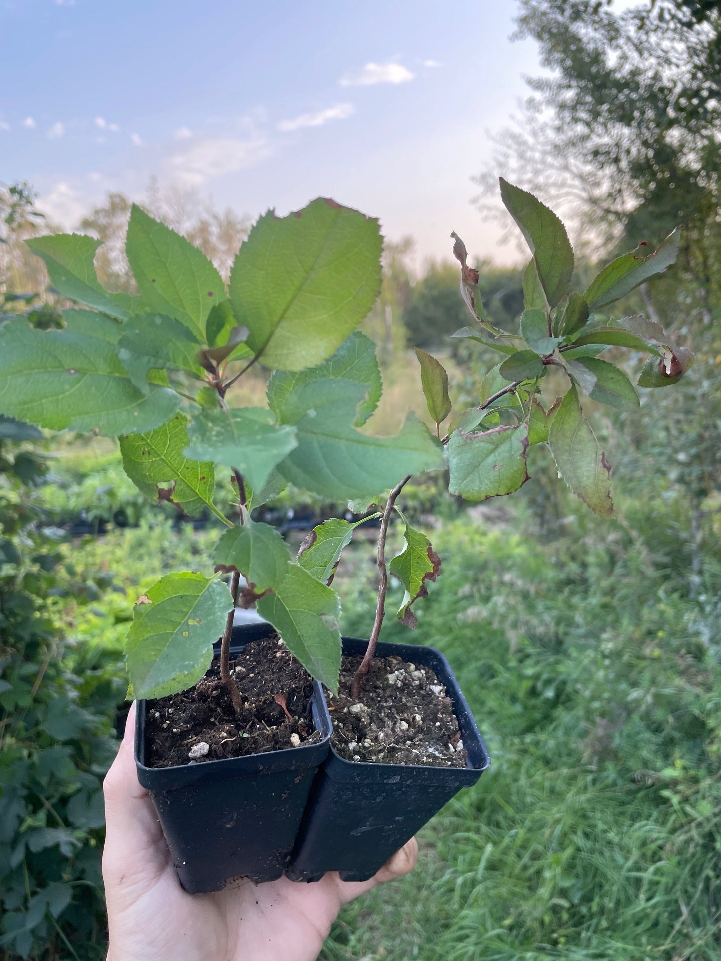 Yellow Siberian Crabapple Seedlings (Malus baccata)