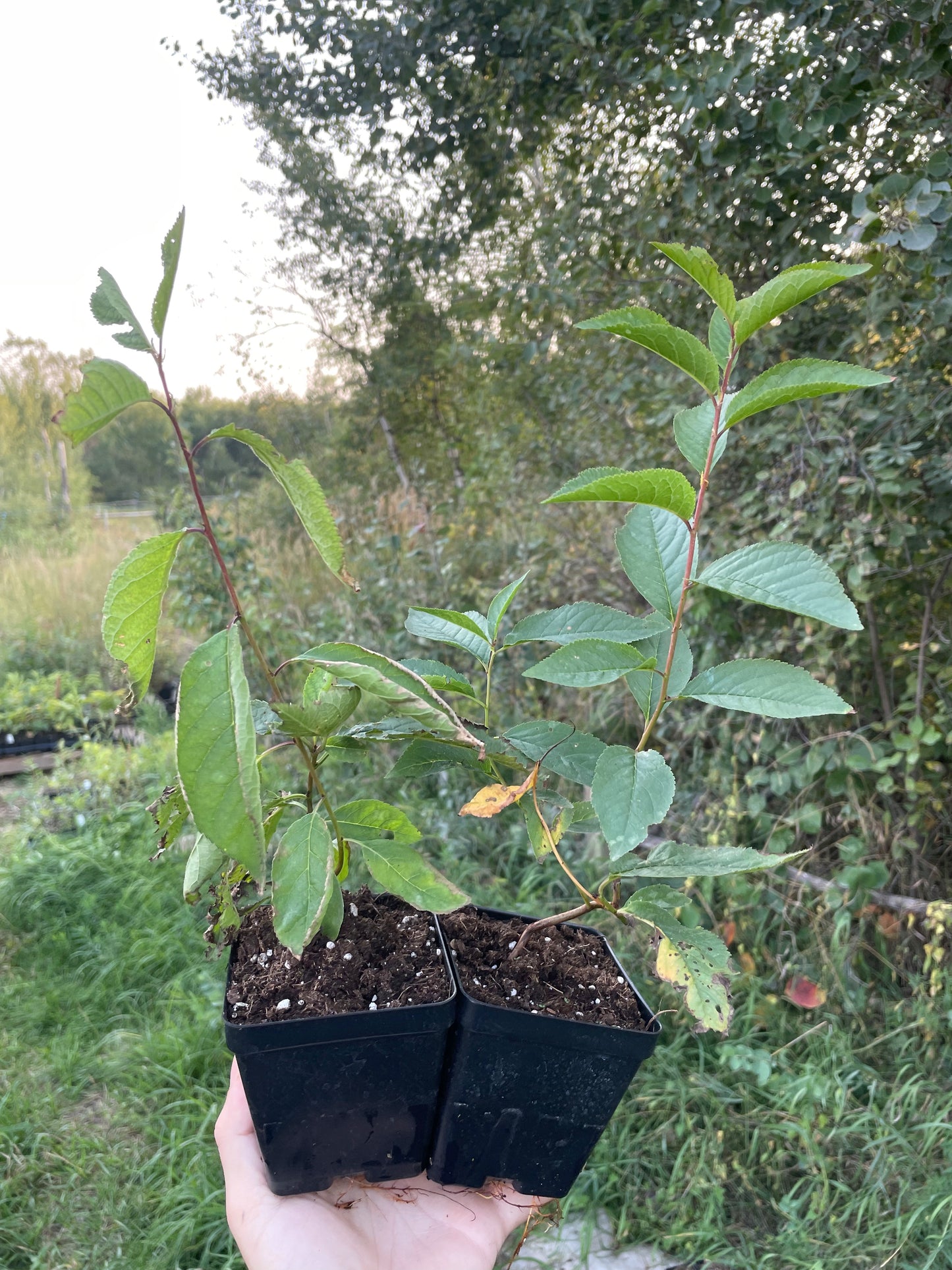 Ciruelo silvestre americano (Prunus americana)