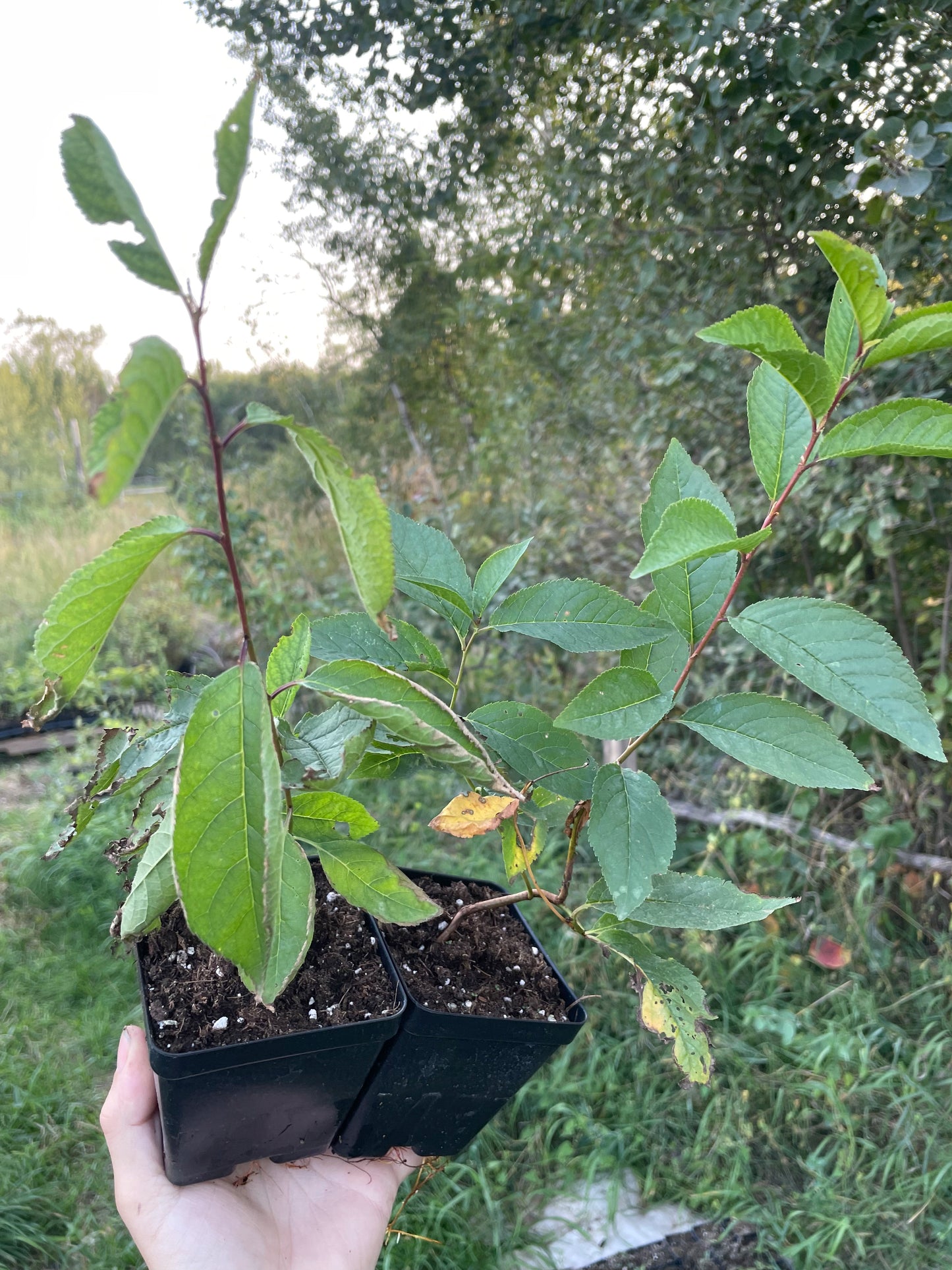 Ciruelo silvestre americano (Prunus americana)