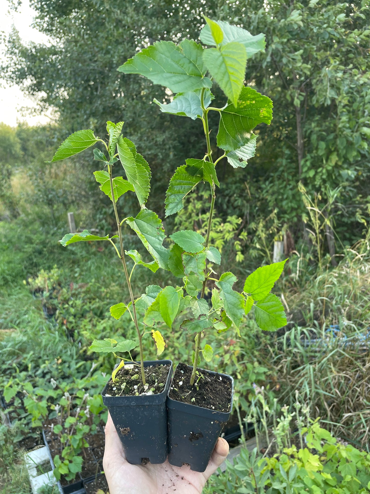 Mora blanca de Tártaro (Morus alba var. tatarica)