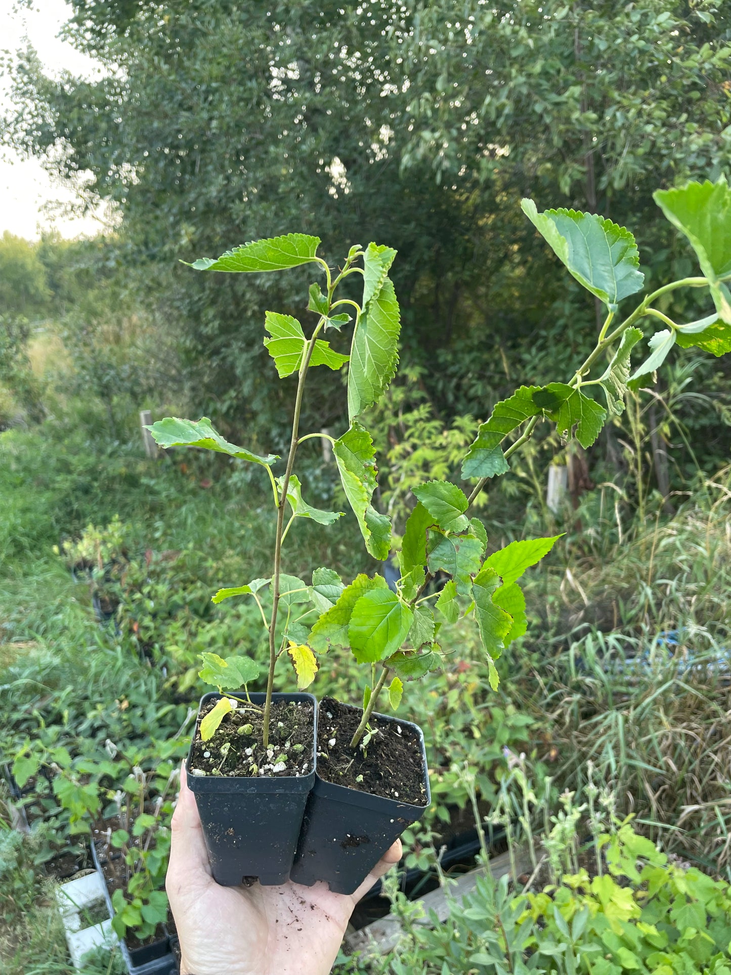 Mora blanca de Tártaro (Morus alba var. tatarica)