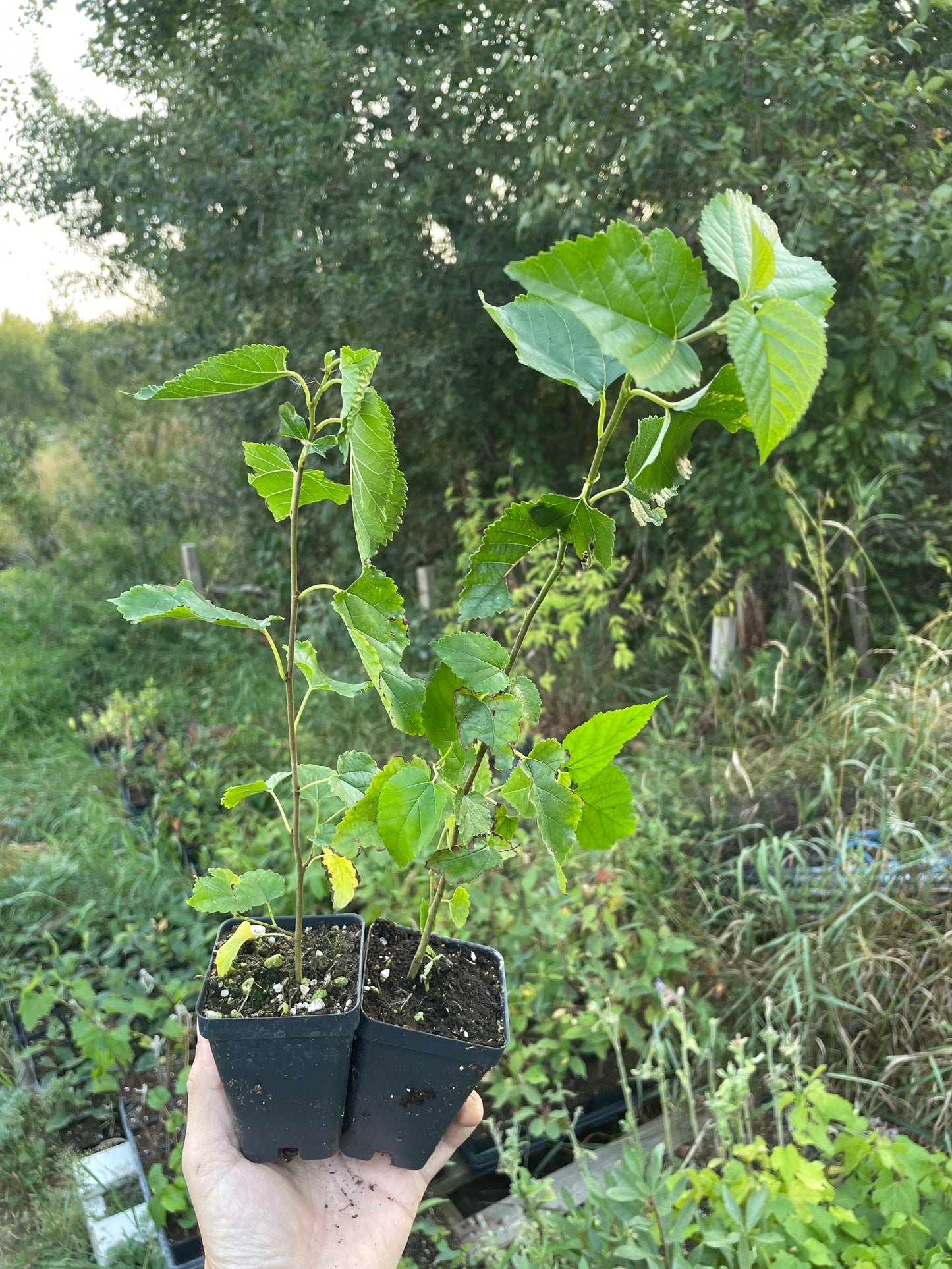 Mora blanca de Tártaro (Morus alba var. tatarica)