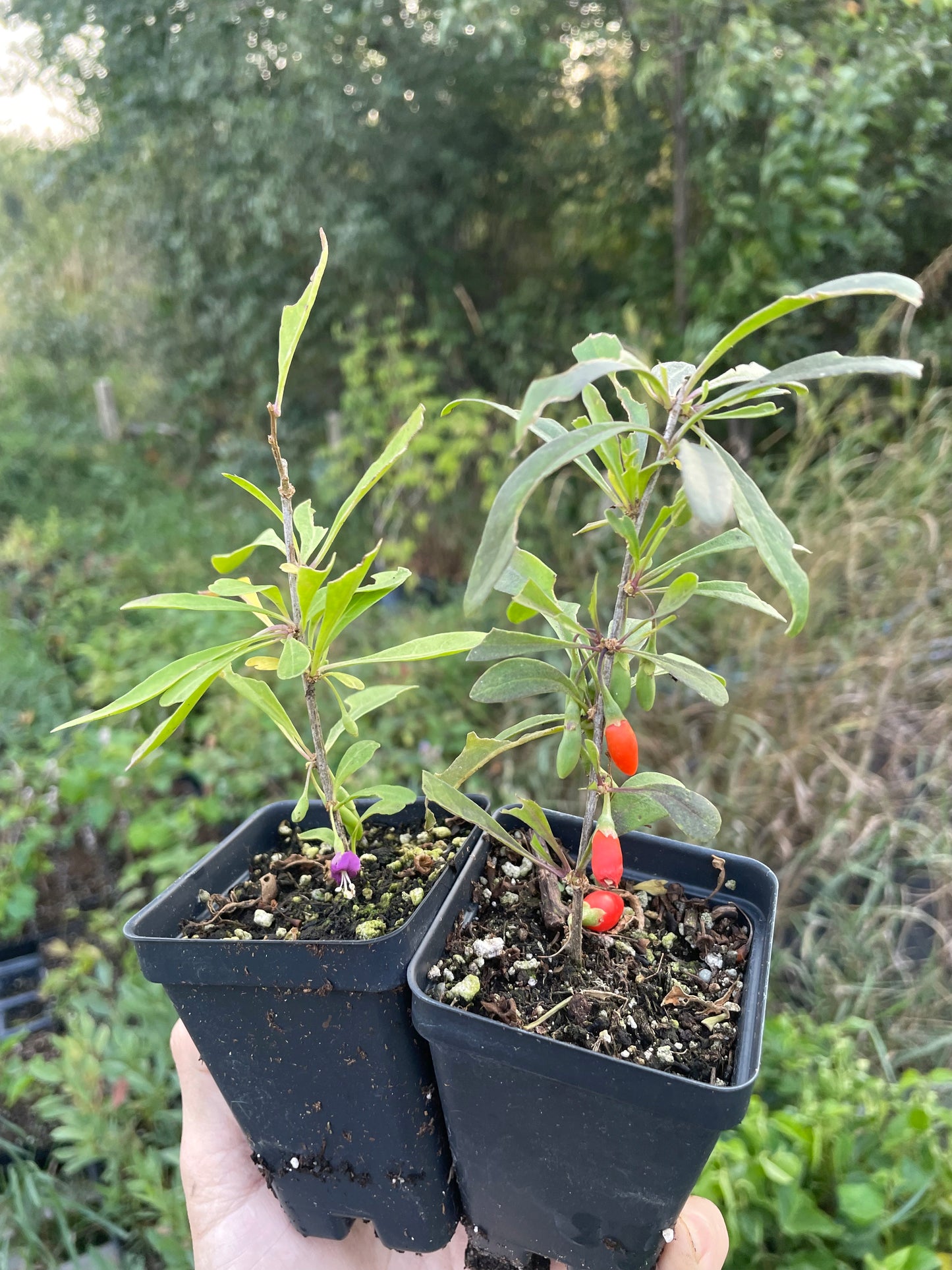 Baie de Goji (Lycium barbarum)