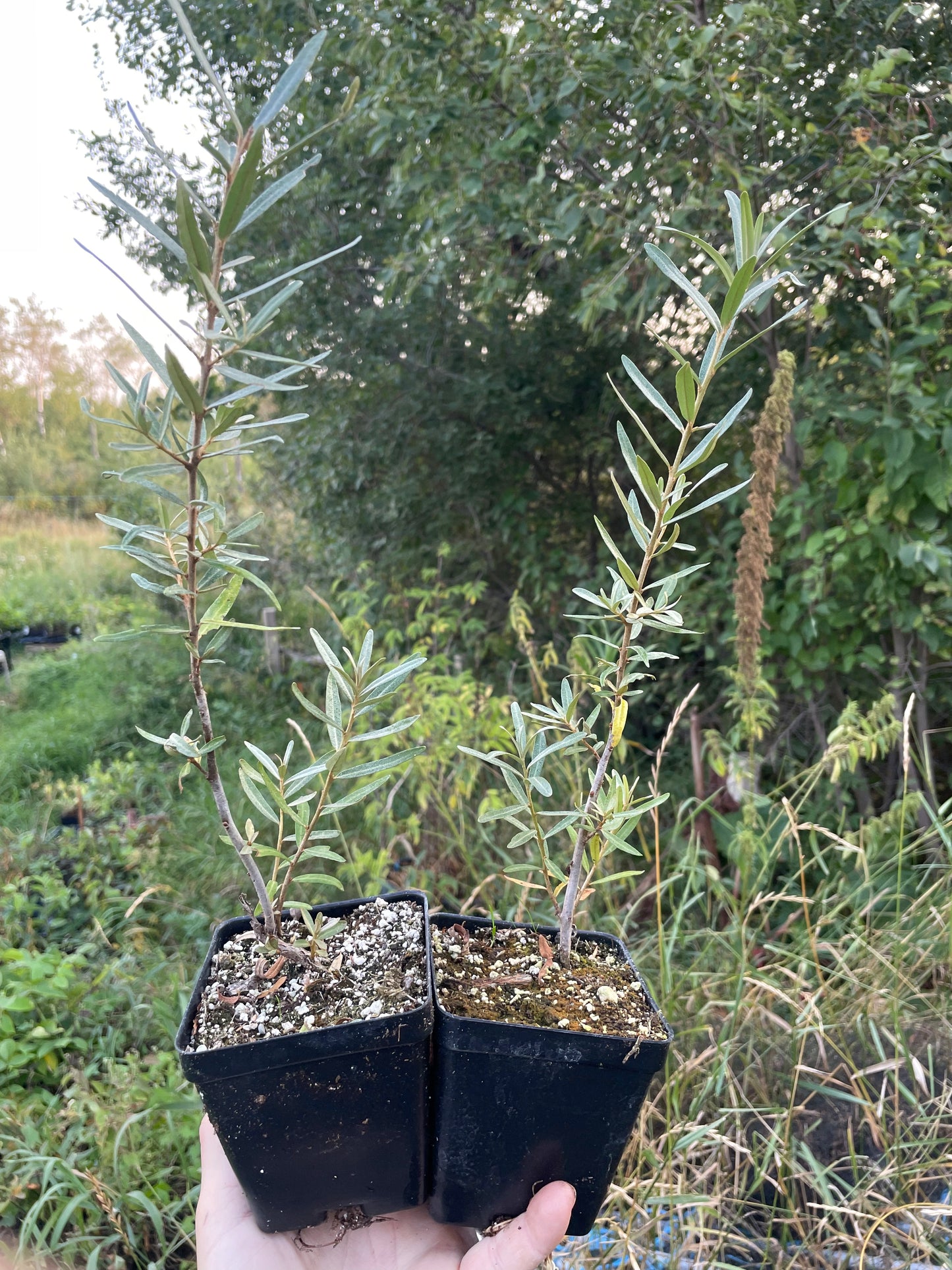 Altaiskaya Sea Buckthorn (Hippophae rhamnoides ‘Altaiskaya’)