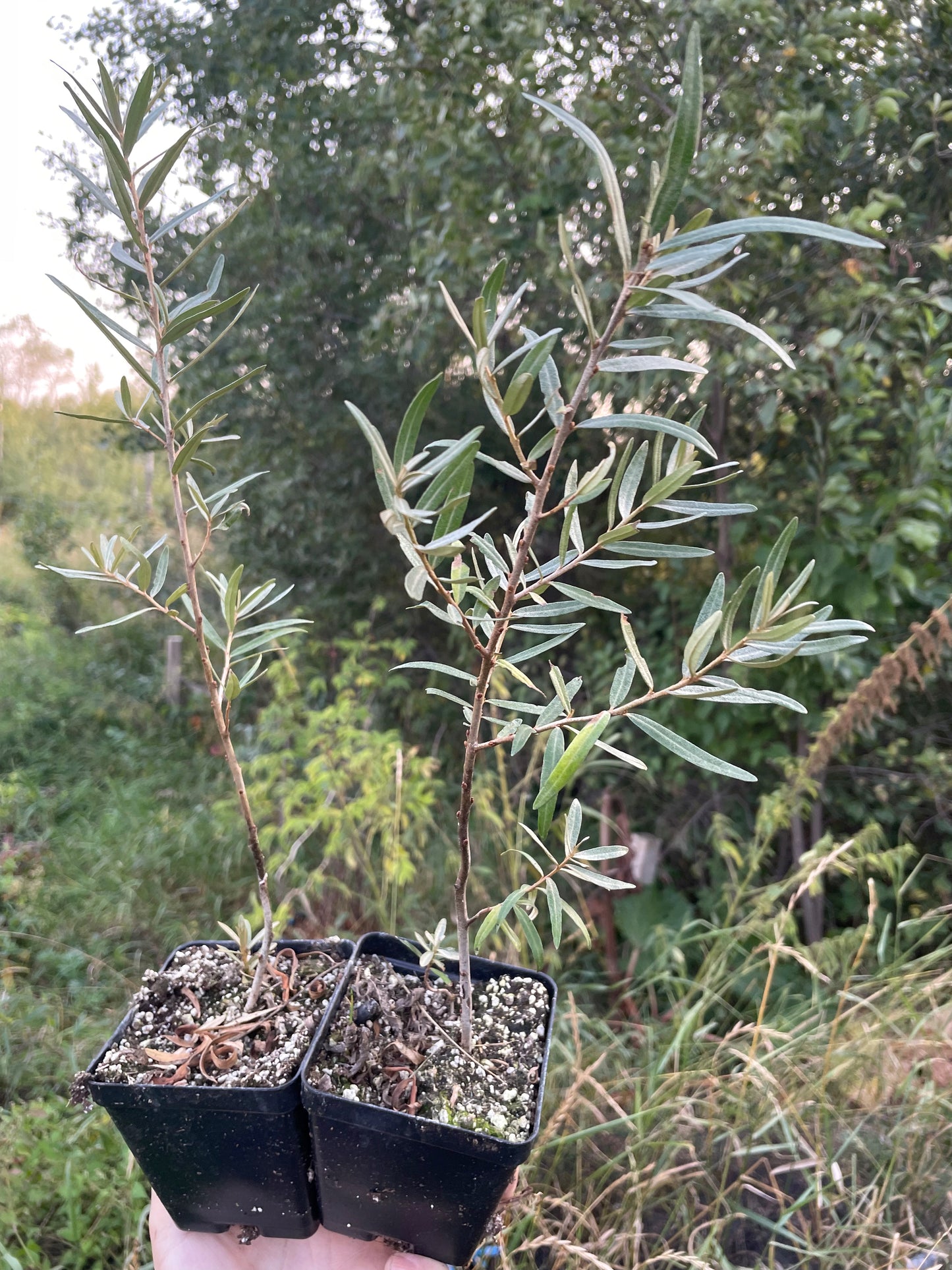 Chuyskaya Sea Buckthorn (Hippophae rhamnoides 'Chuyskaya')
