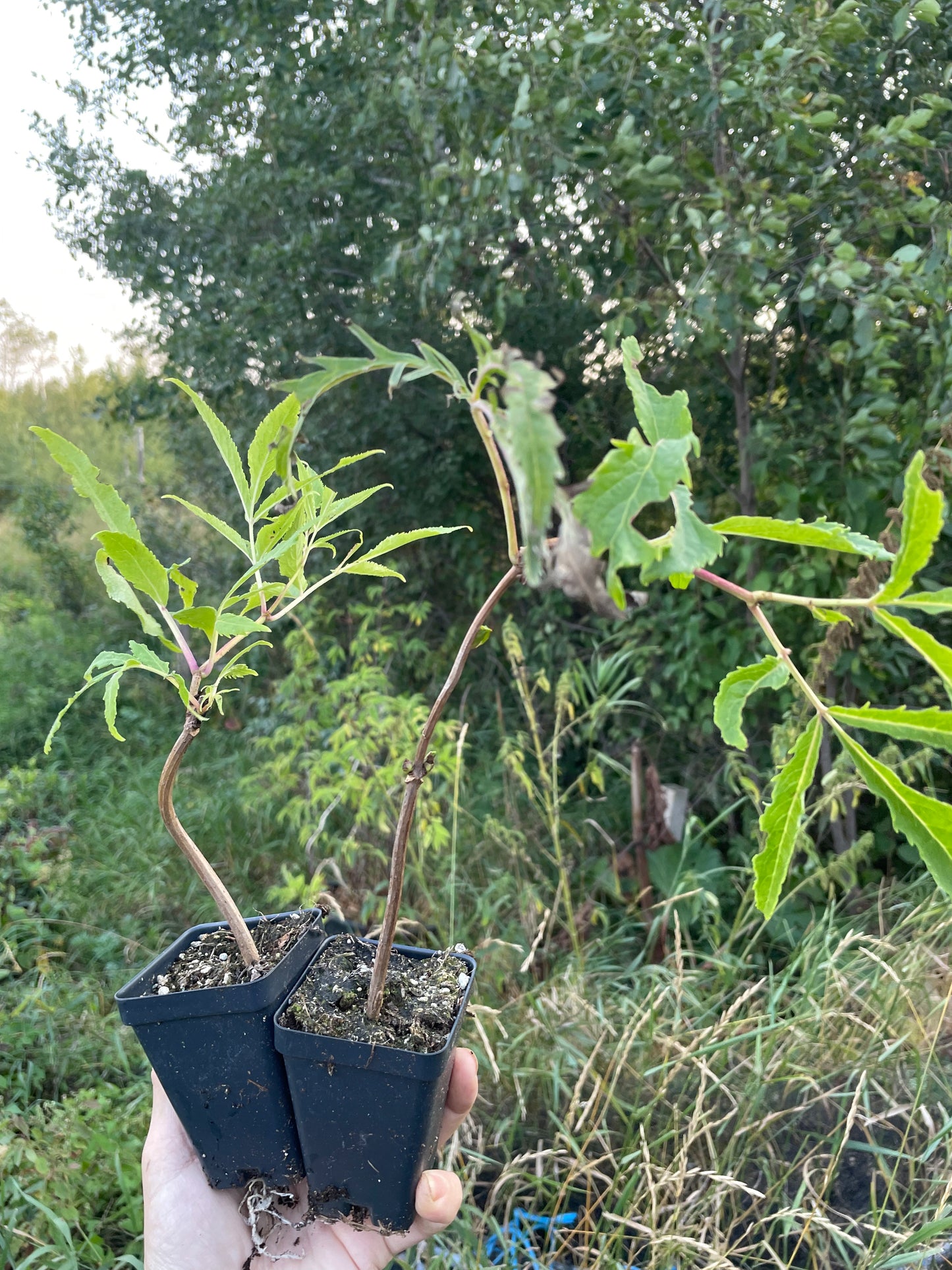 Sureau rouge à feuilles dentelées (Sambucus racemosa)