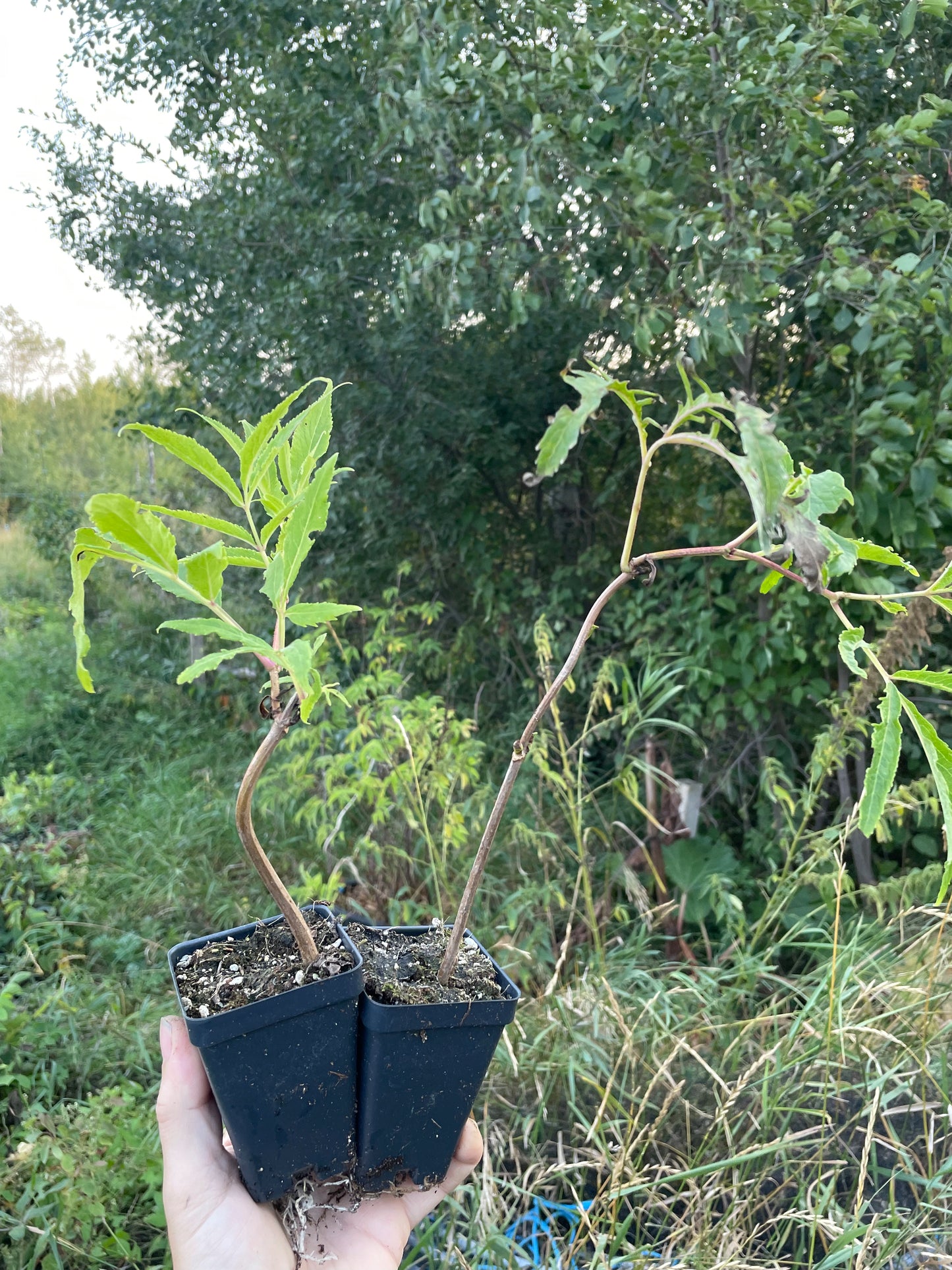 Sureau rouge à feuilles dentelées (Sambucus racemosa)