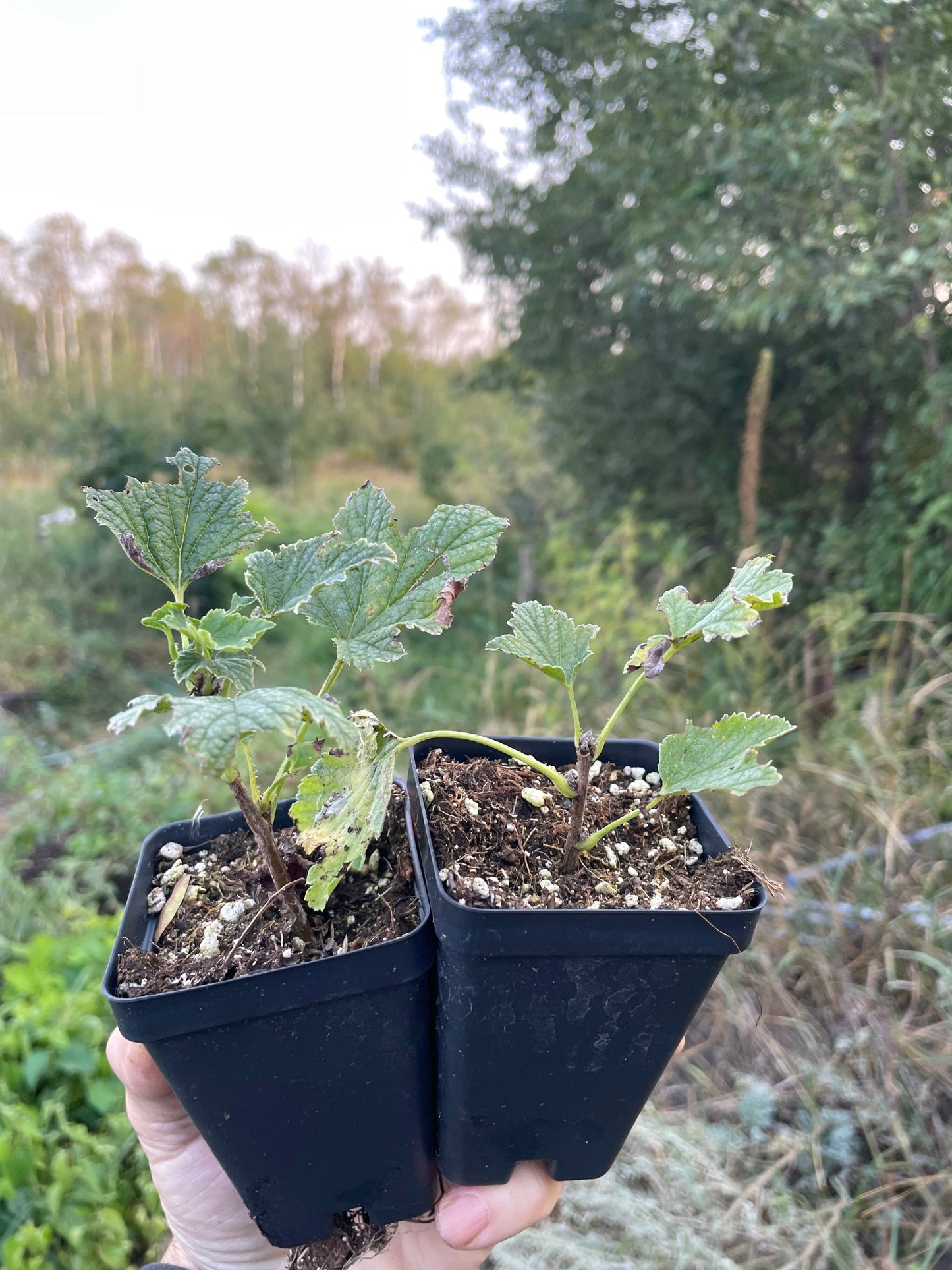 Groseillier rose champagne (Ribes rubrum 'Pink Champagne')