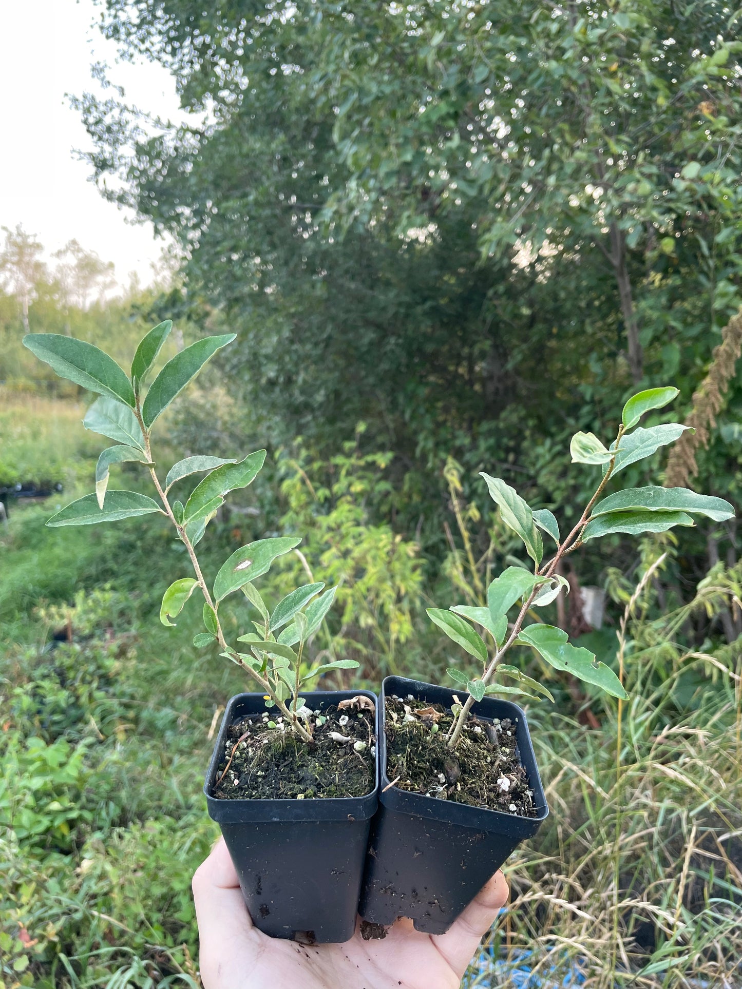 Autumn Olive (Elaeagnus umbellata) - Zone 3/4