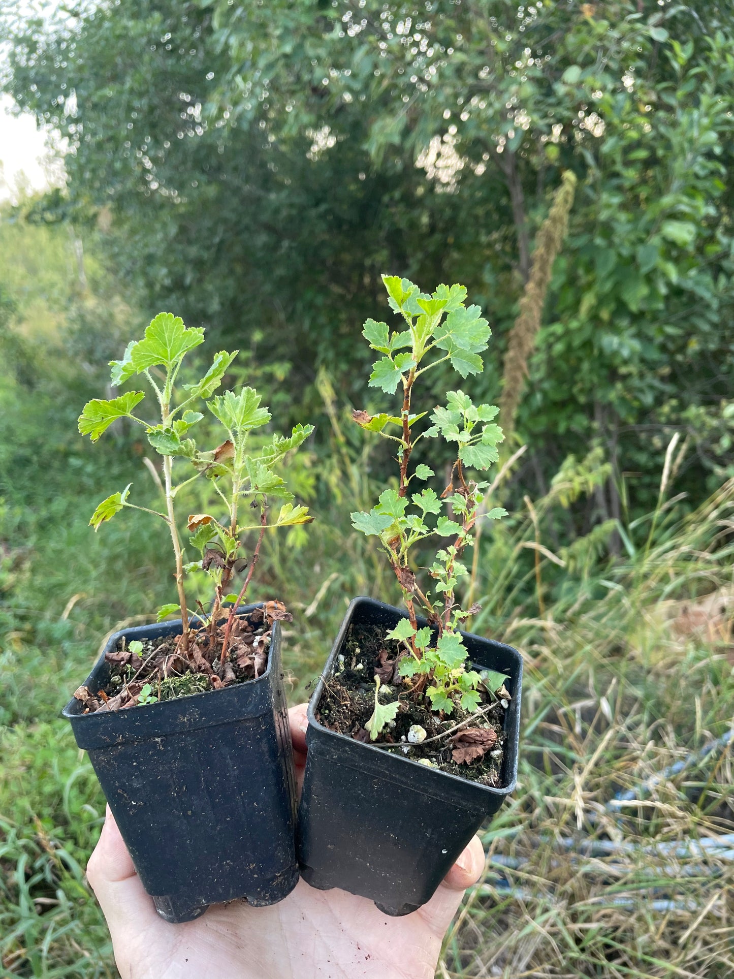 Groseillier à cire (Ribes cereum)