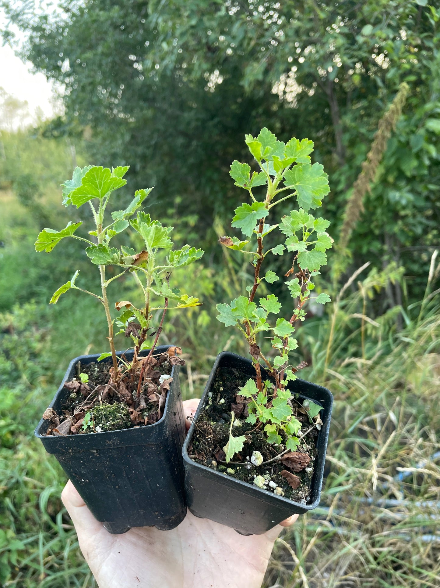 Groseillier à cire (Ribes cereum)