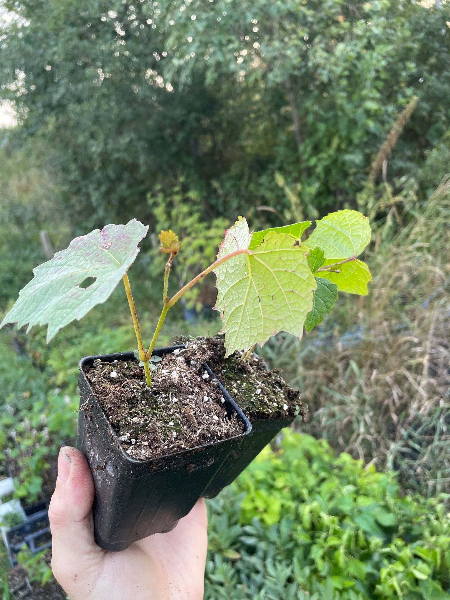 Plants de raisin de l'Amour (Vitis amurensis)