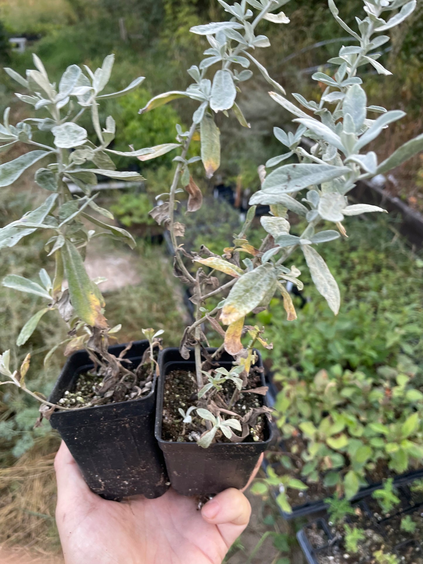 Salvia de la pradera (Artemisia ludoviciana)