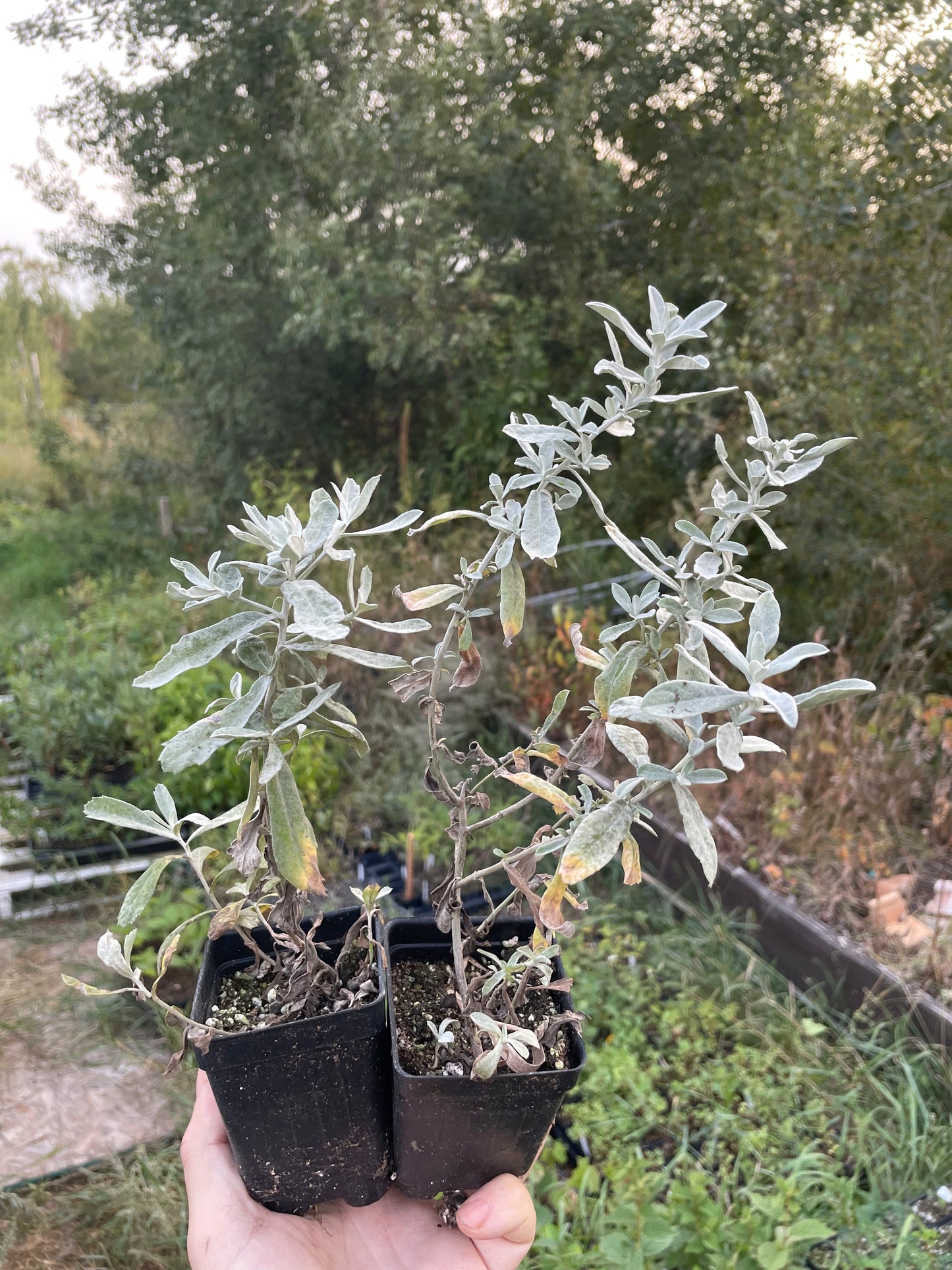 Salvia de la pradera (Artemisia ludoviciana)