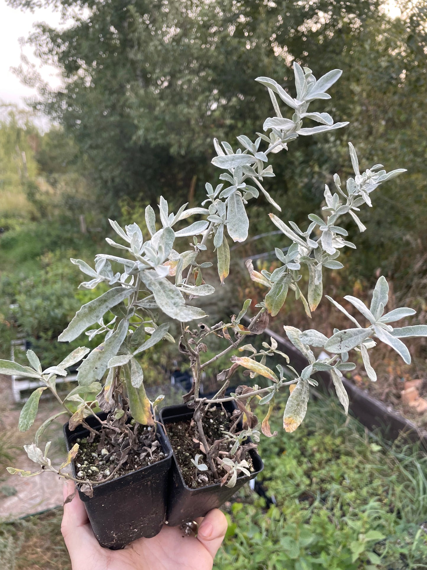 Salvia de la pradera (Artemisia ludoviciana)