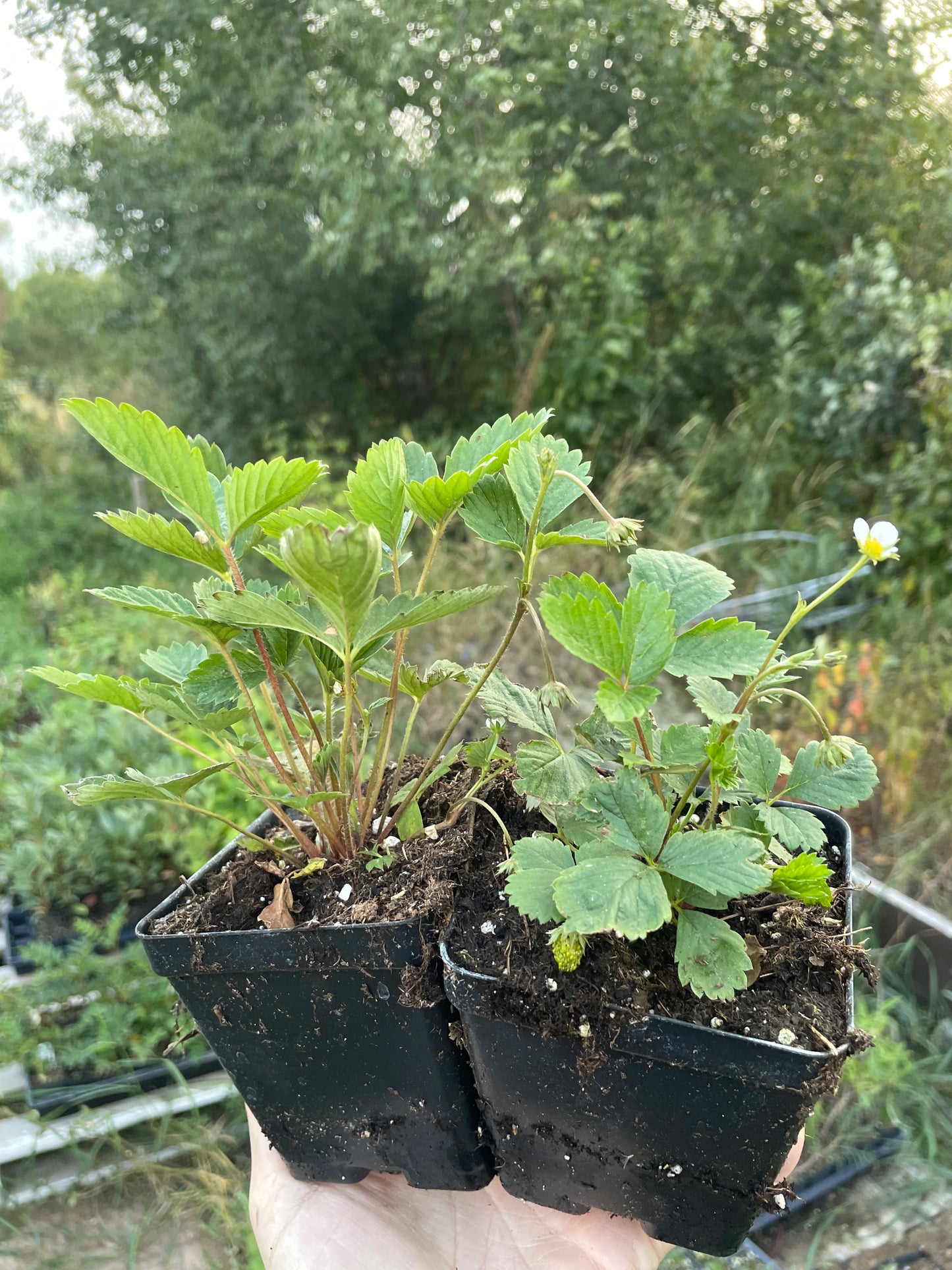 Fraise des Alpes, Fraise des bois (Fragaria vesca)