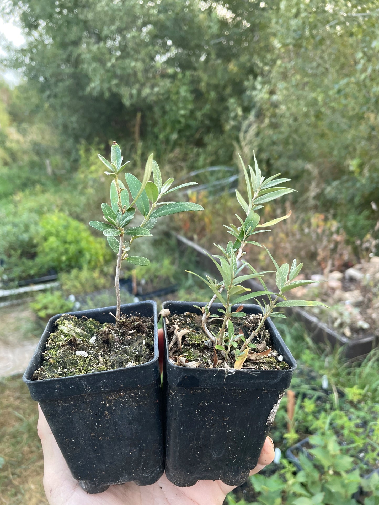 Argousier sauvage (Hippophae rhamnoides)