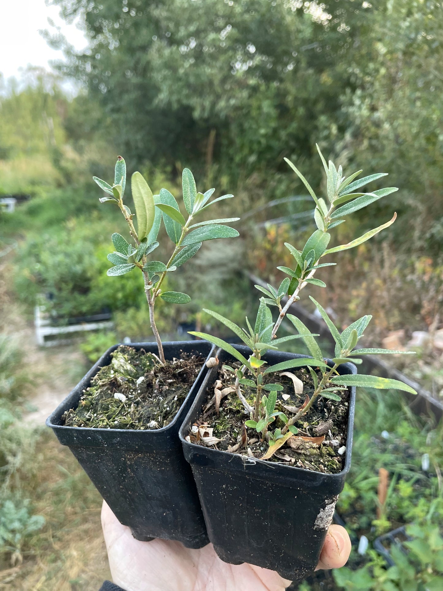 Argousier sauvage (Hippophae rhamnoides)