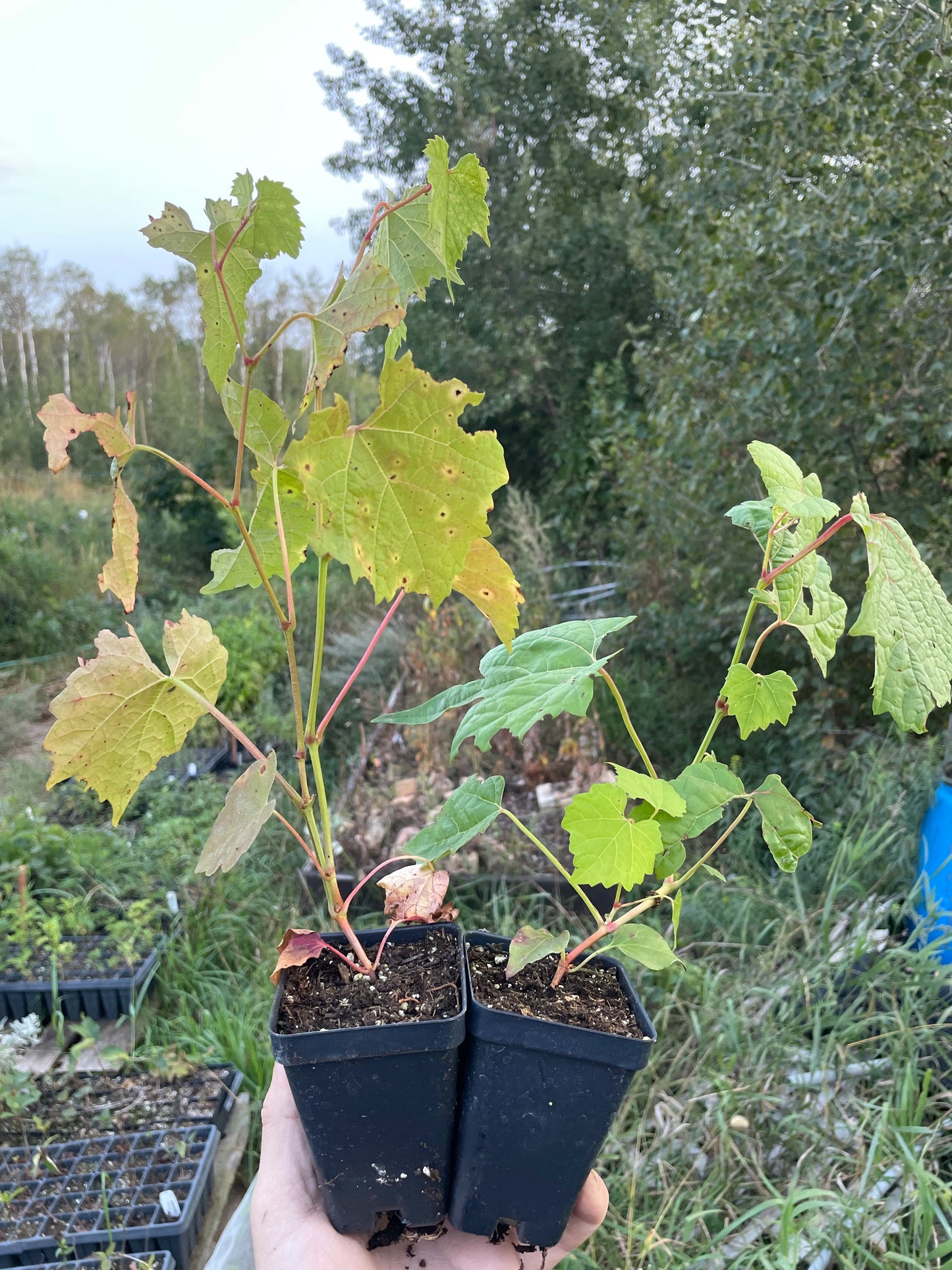 Plants de raisin de l'Amour (Vitis amurensis)