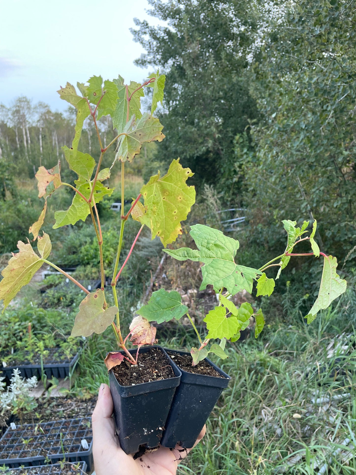 Plants de raisin de l'Amour (Vitis amurensis)