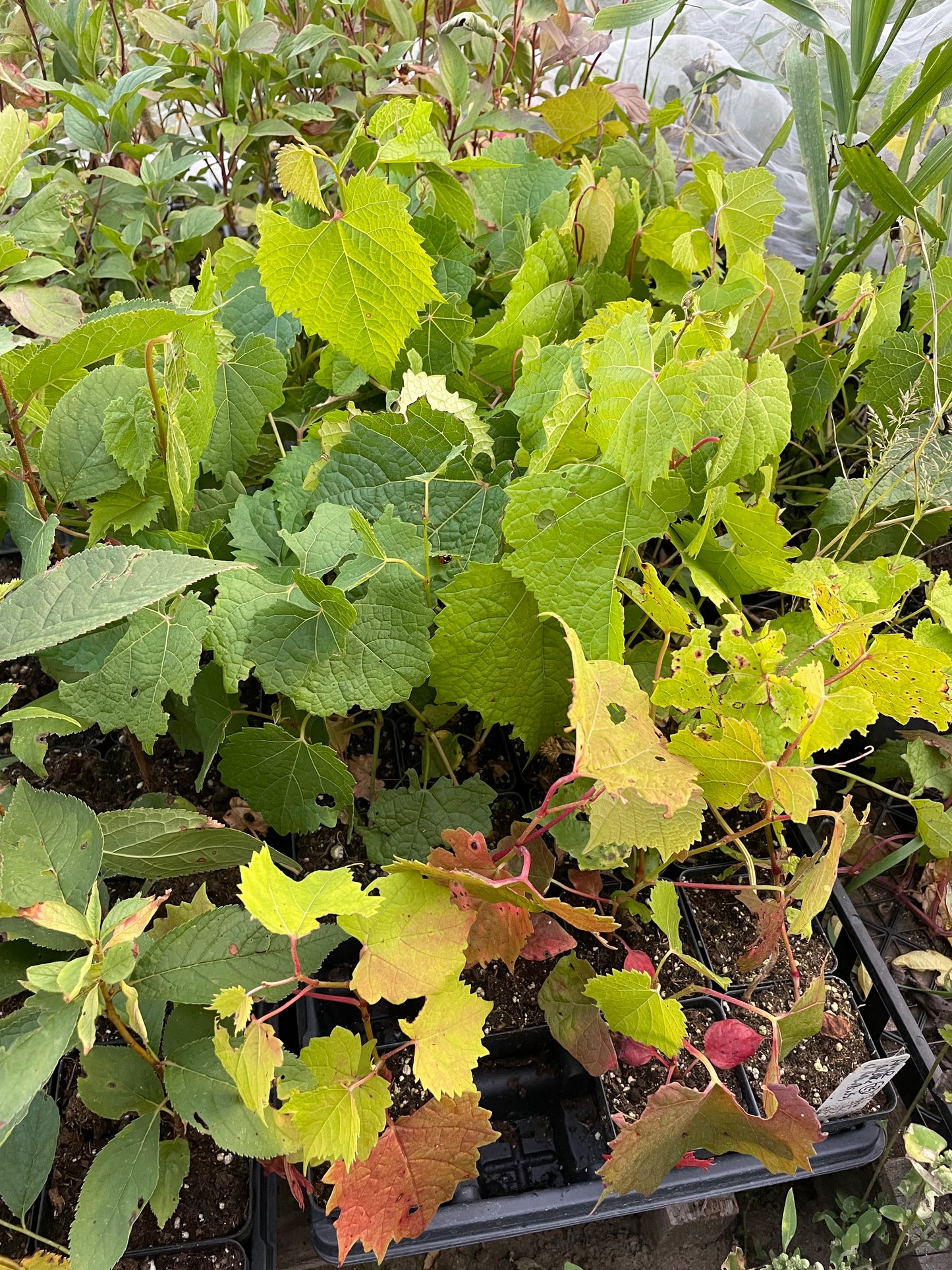 Plants de raisin de l'Amour (Vitis amurensis)